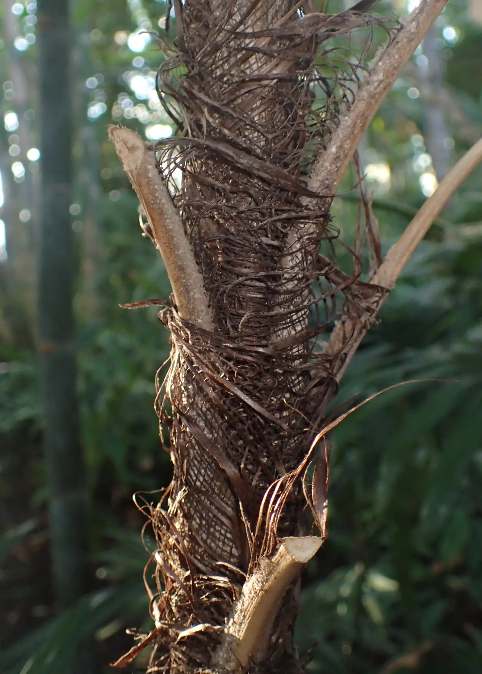 Rattan Palm (Rhapis Humilis) — Rhapis humilis is resilient to cooler environments as compared to some other palms; are covered in a fibrous material that