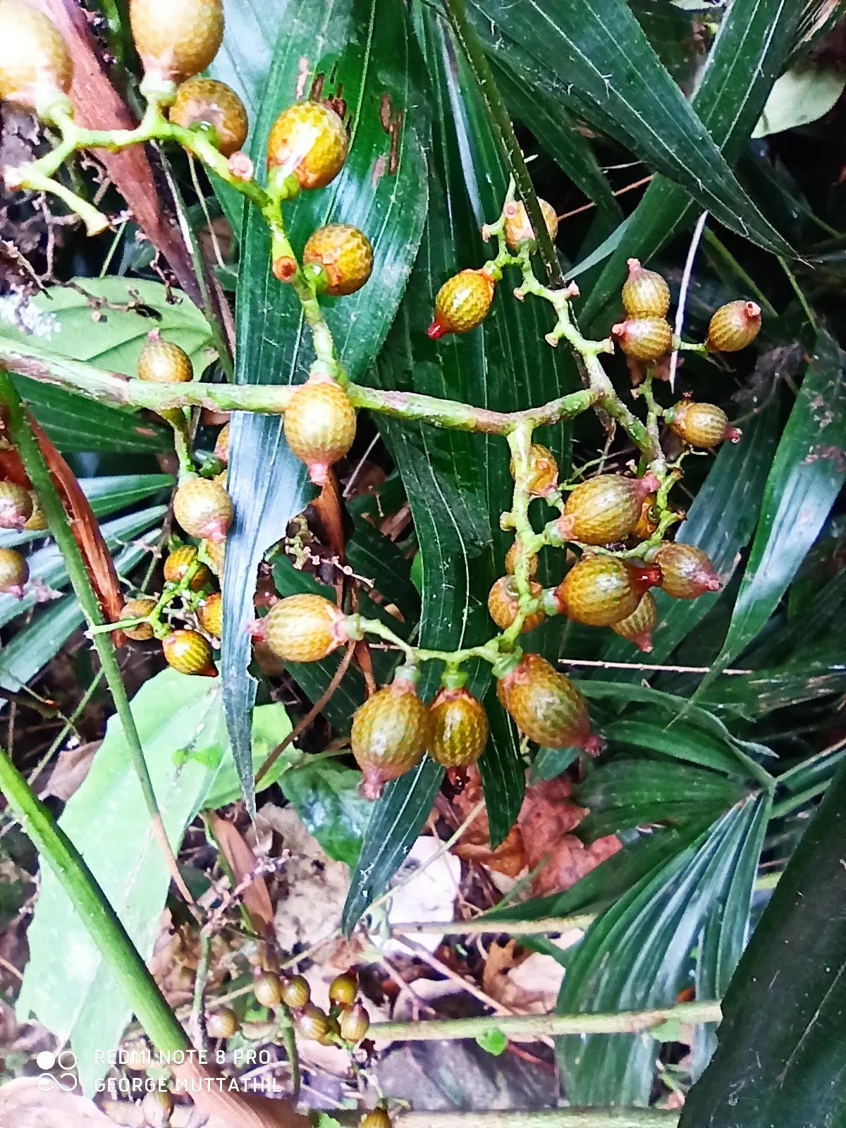 Rattan Palm (Rhapis Humilis) — Rhapis humilis is resilient to cooler environments as compared to some other palms