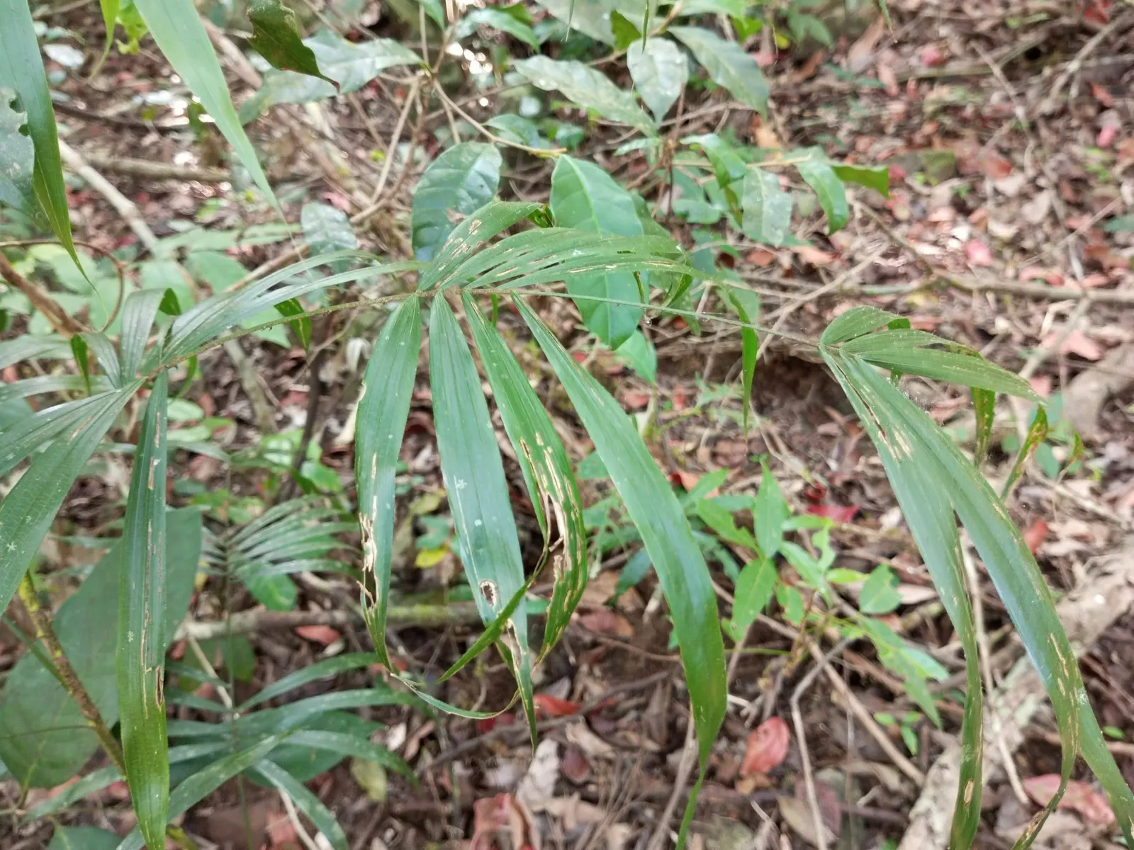Rattan Palm (Rhapis Humilis) — with low maintenance demands