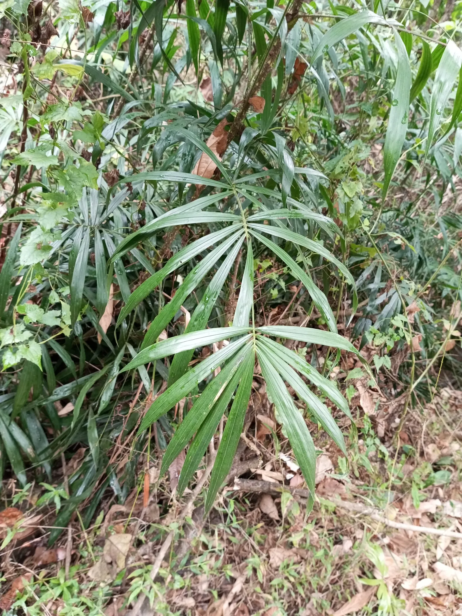 Rattan Palm (Rhapis Humilis) — which allows it to form dense; scientifically known as Rhapis humilis