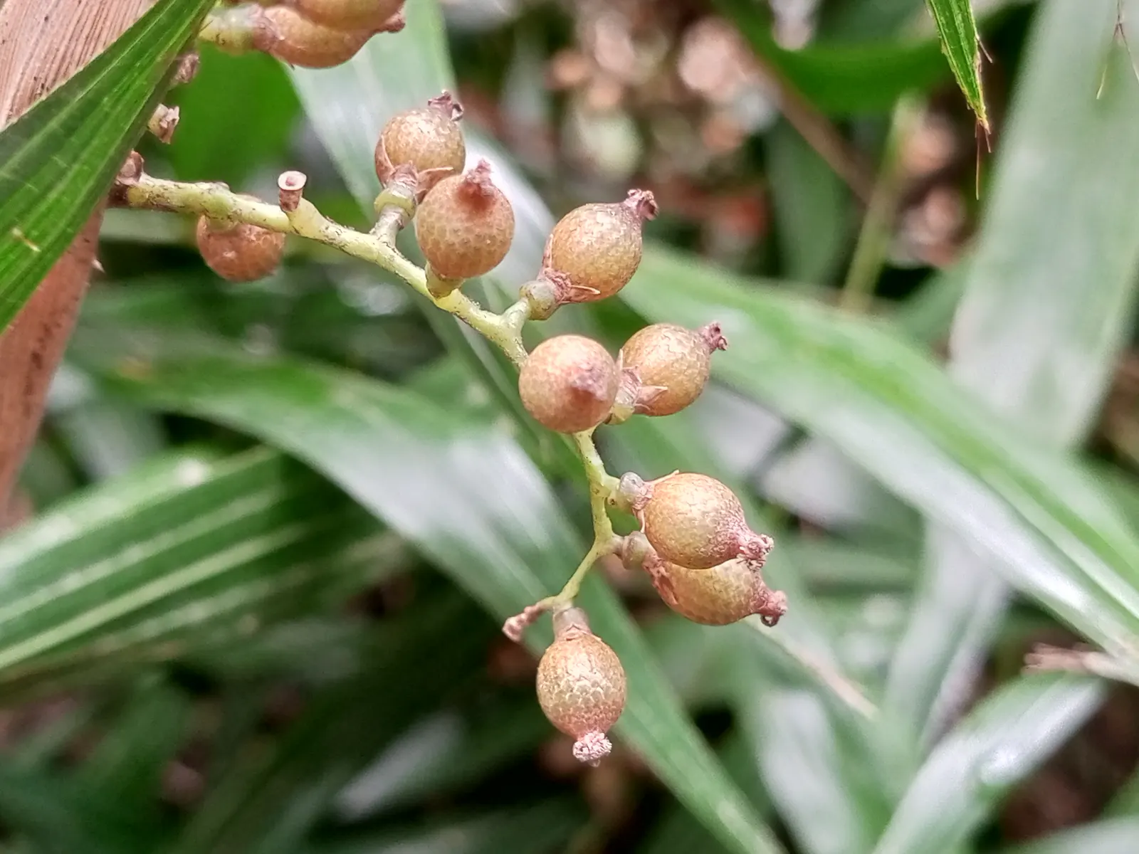 Rattan Palm (Rhapis Humilis) — the Rhapis humilis possesses a clumping growth habit