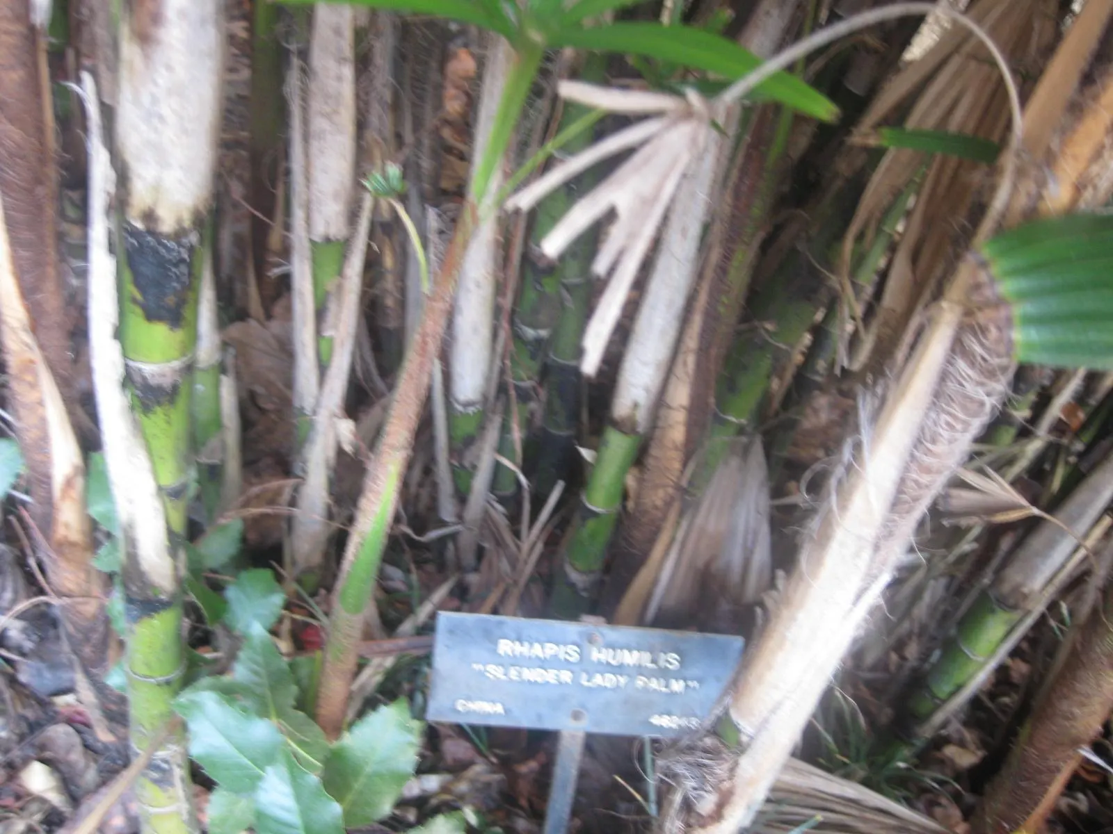 Rattan Palm (Rhapis Humilis) — are covered in a fibrous material that provides a unique texture; grass / palm for deep shade or half or shade