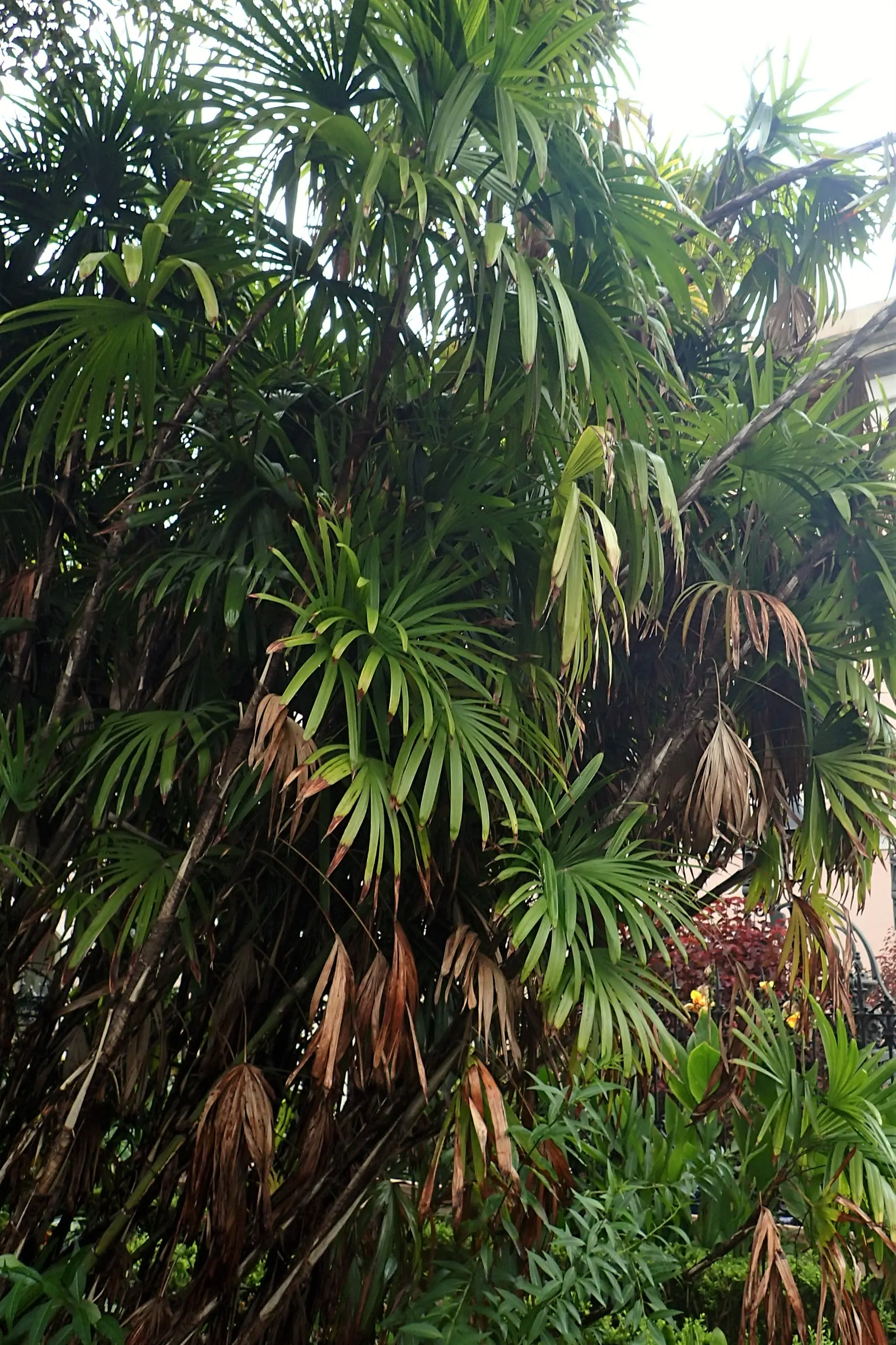 Rattan Palm (Rhapis Humilis) — scientifically known as Rhapis humilis; this palm is a relative of the Lady Palm and hails from the subtropical regions of Asia