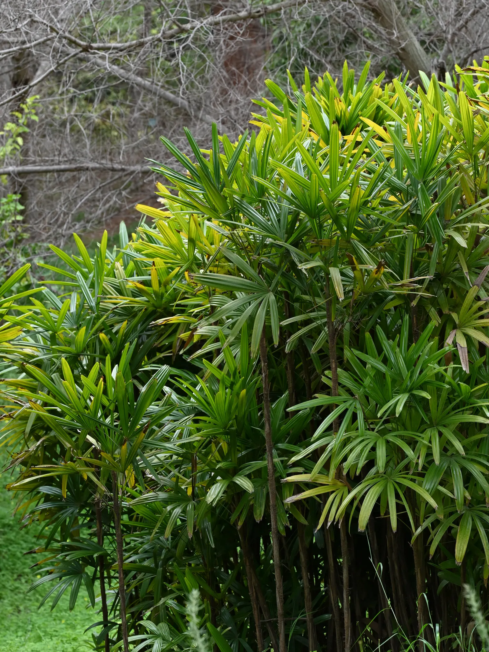 Rattan Palm (Rhapis Humilis) — it's a sophisticated choice for discerning landscapes