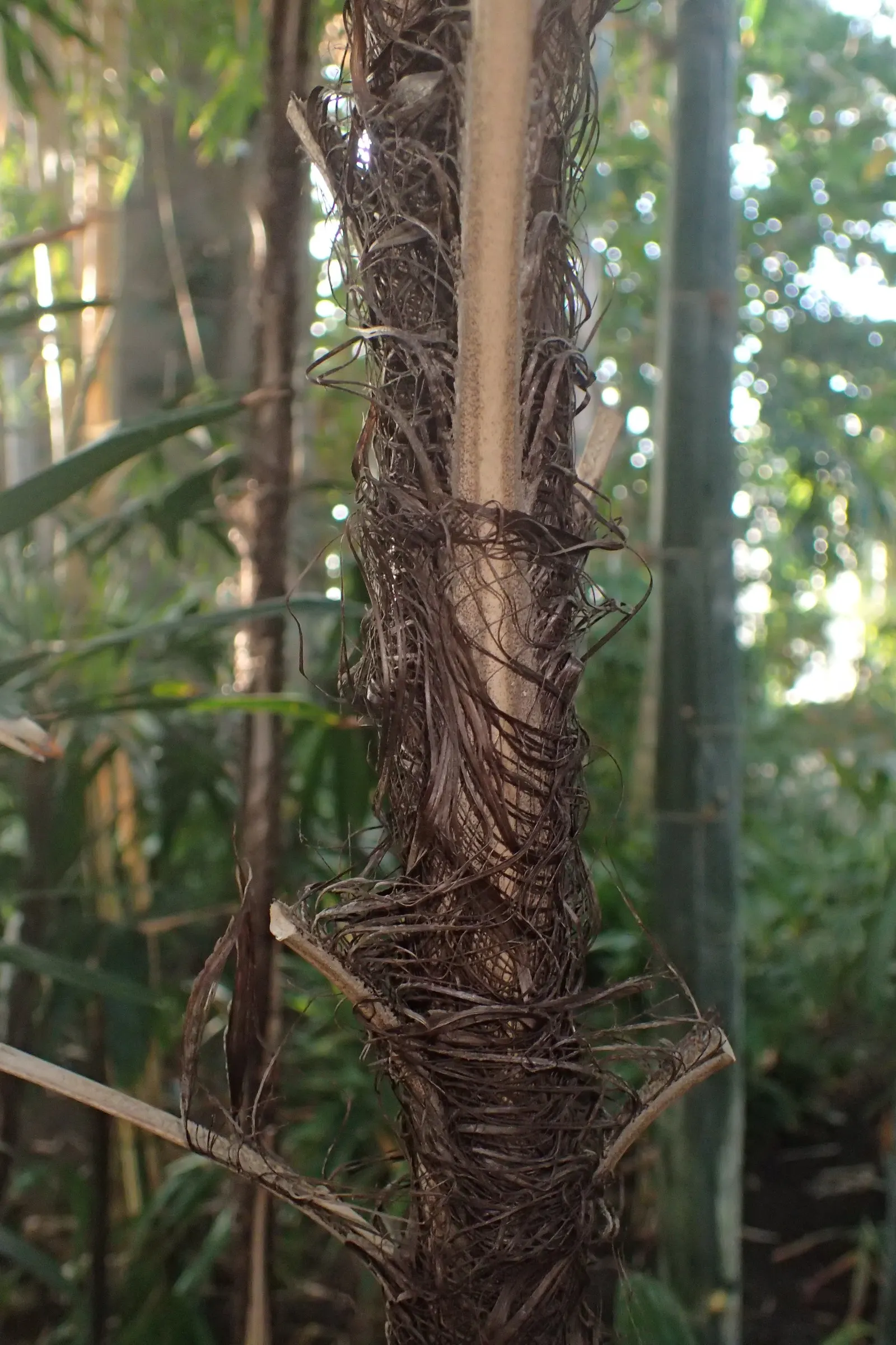 Rattan Palm (Rhapis Humilis) — Regular watering is paramount, but allowing soil to dry between irrigation prevents root rot; making it a treasured addition to