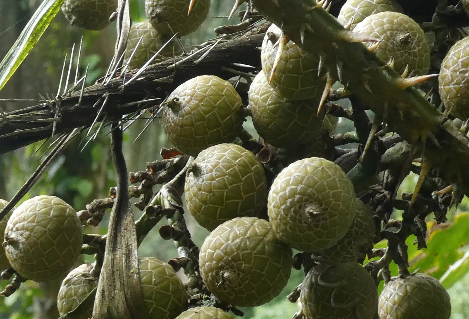 Rattan Palm (Rhapis Humilis) — Optimal growth is achieved in well-drained soil rich in organic matter
