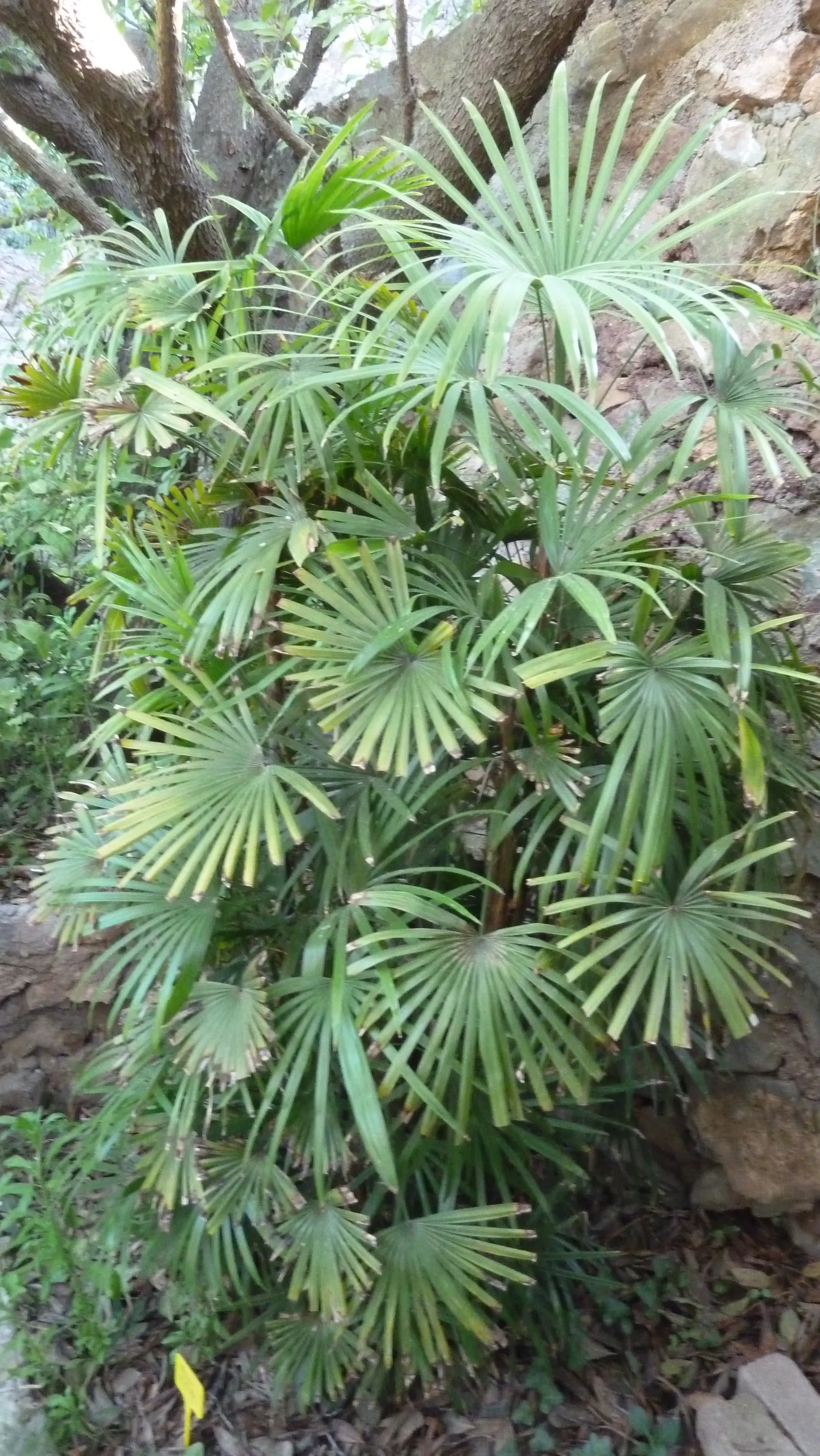 Rattan Palm (Rhapis Humilis) — The palm's fan-shaped leaves add to its aesthetic appeal; it's a sophisticated choice for discerning landscapes