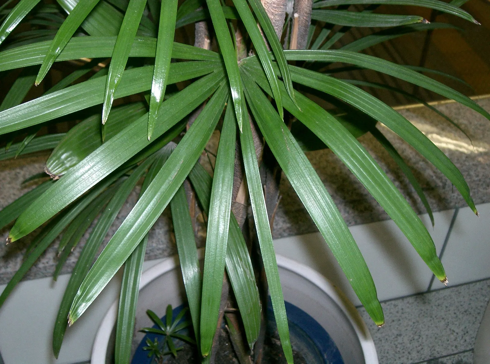 Rattan Palm (Rhapis Humilis) — are covered in a fibrous material that provides a unique texture
