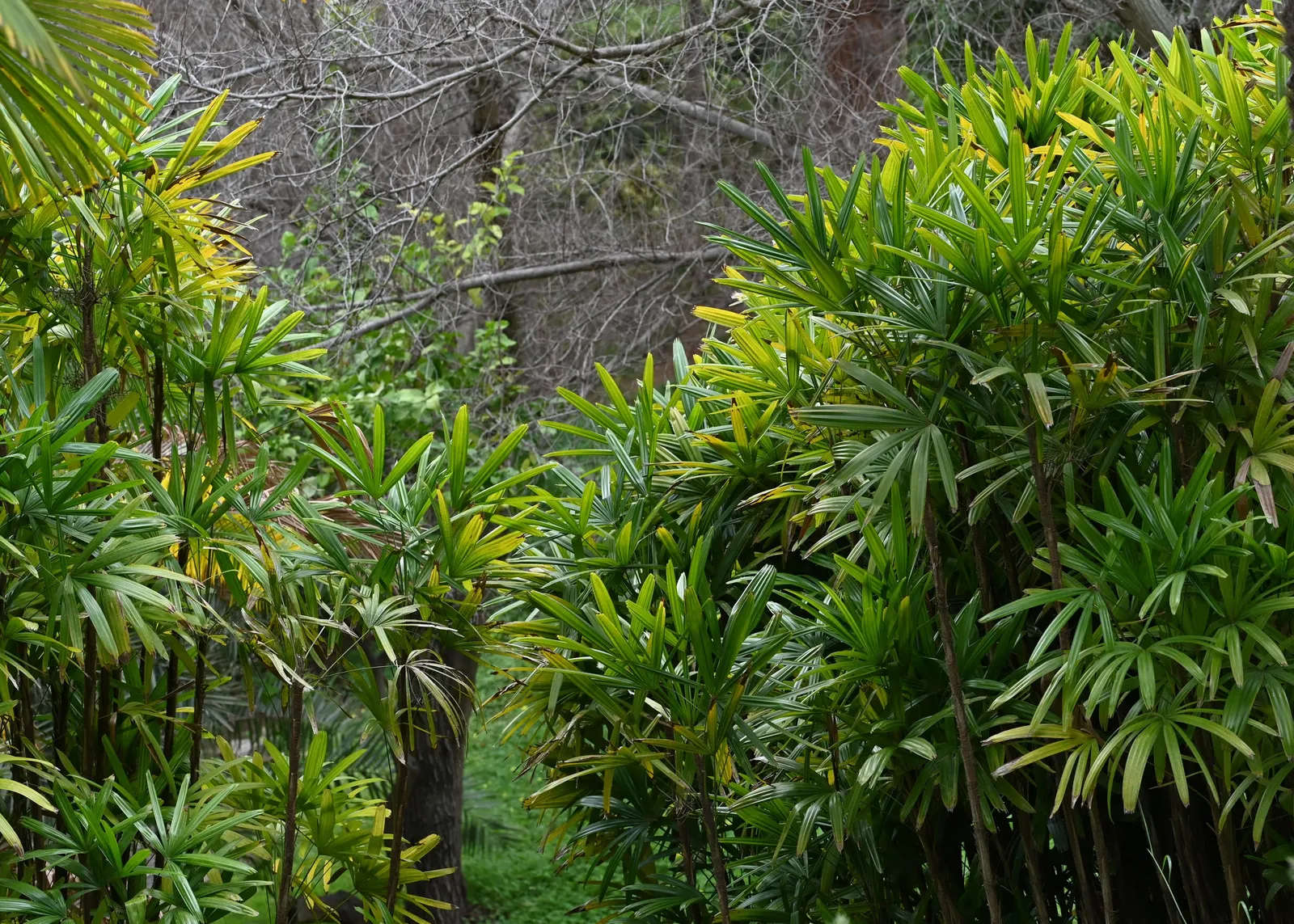 Rattan Palm (Rhapis Humilis) — The Rattan Palm, Rhapis humilis, stands elegant at 3-10 ft, perfect for under-canopy placement; versatile, Rhapis humilis suits