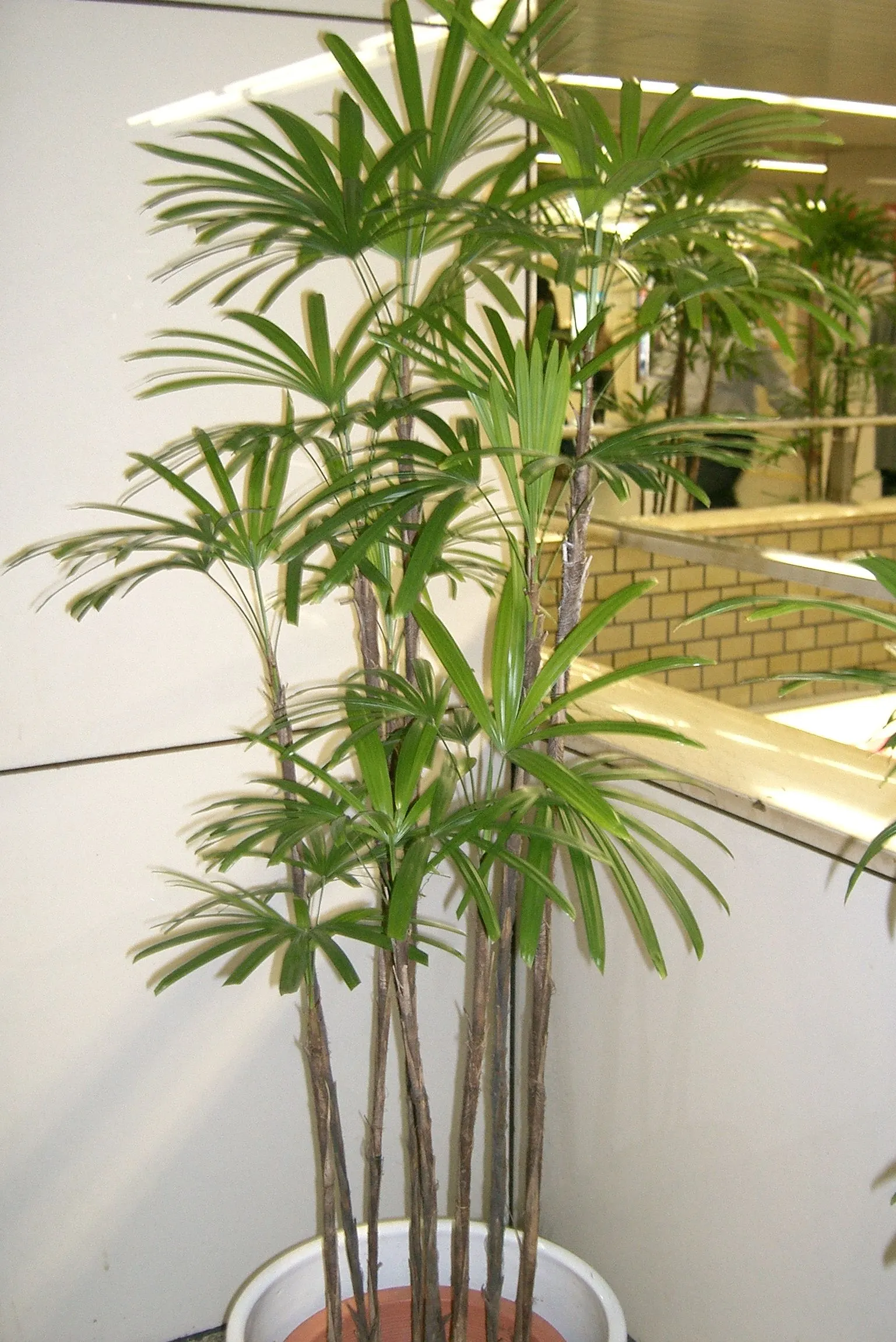 Rattan Palm (Rhapis Humilis) — it's a sophisticated choice for discerning landscapes; this slender fan palm showcases bamboo-like culms with dense, glossy