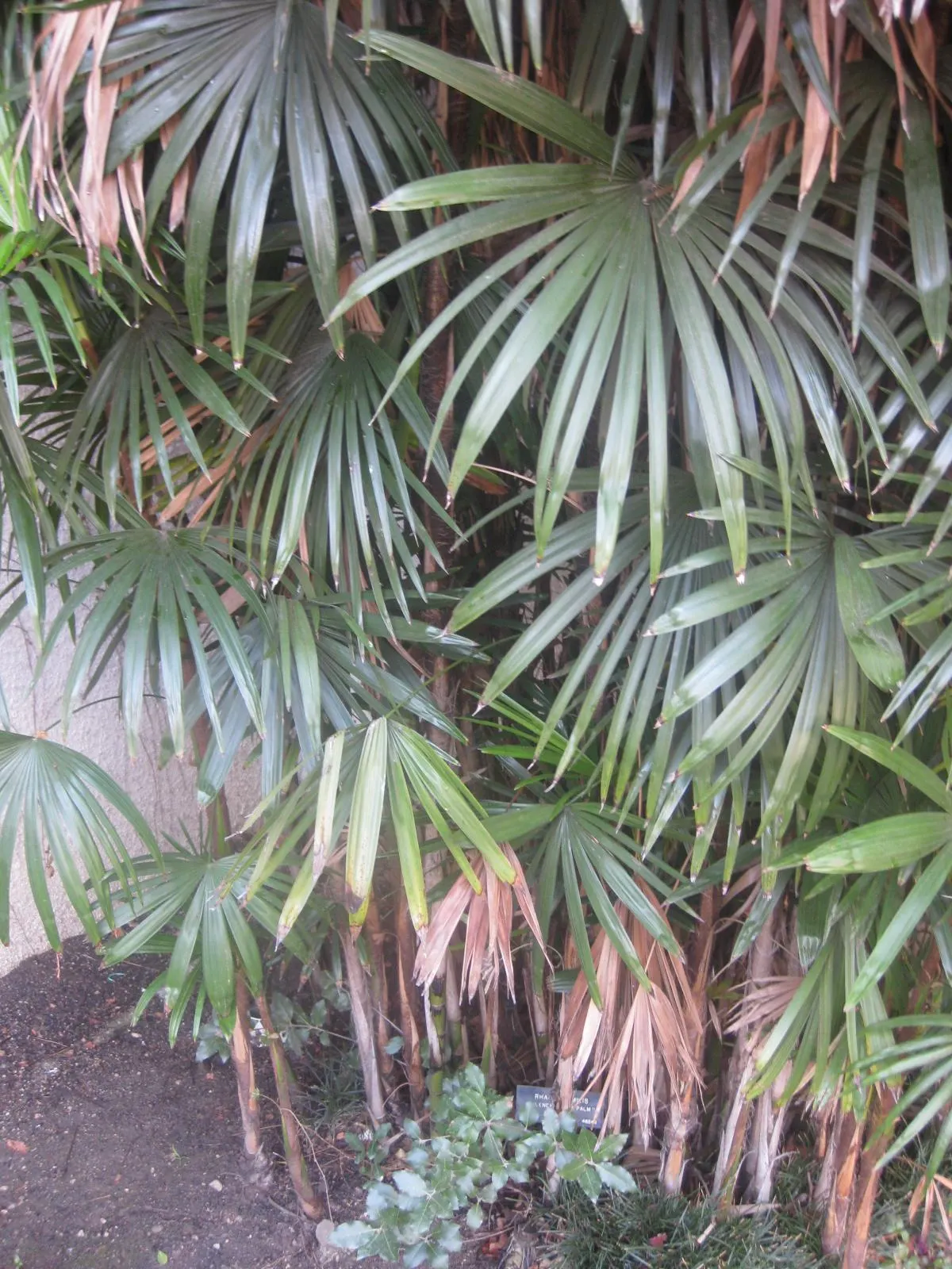Rattan Palm (Rhapis Humilis) — Ideal for layering and privacy; the Rhapis humilis possesses a clumping growth habit