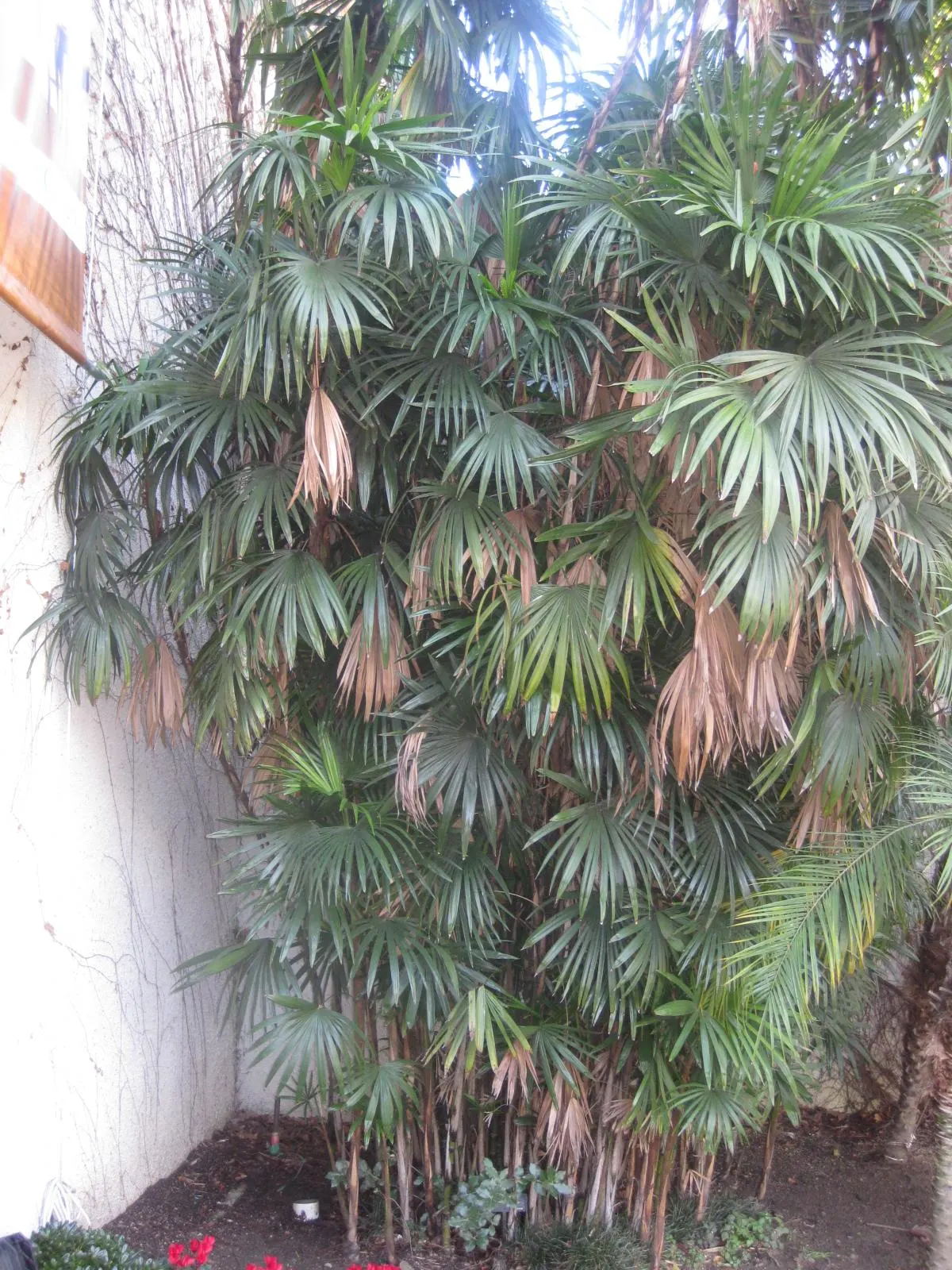 Rattan Palm (Rhapis Humilis) — with low maintenance demands; hardy down to temperatures of about 20 to 25 degrees Fahrenheit