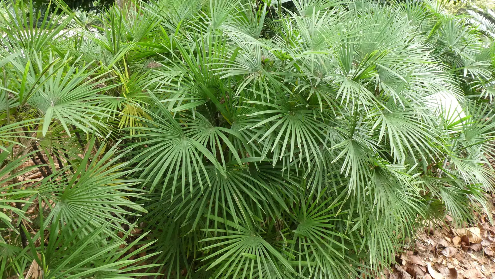 Rattan Palm (Rhapis Humilis) — scientifically known as Rhapis humilis
