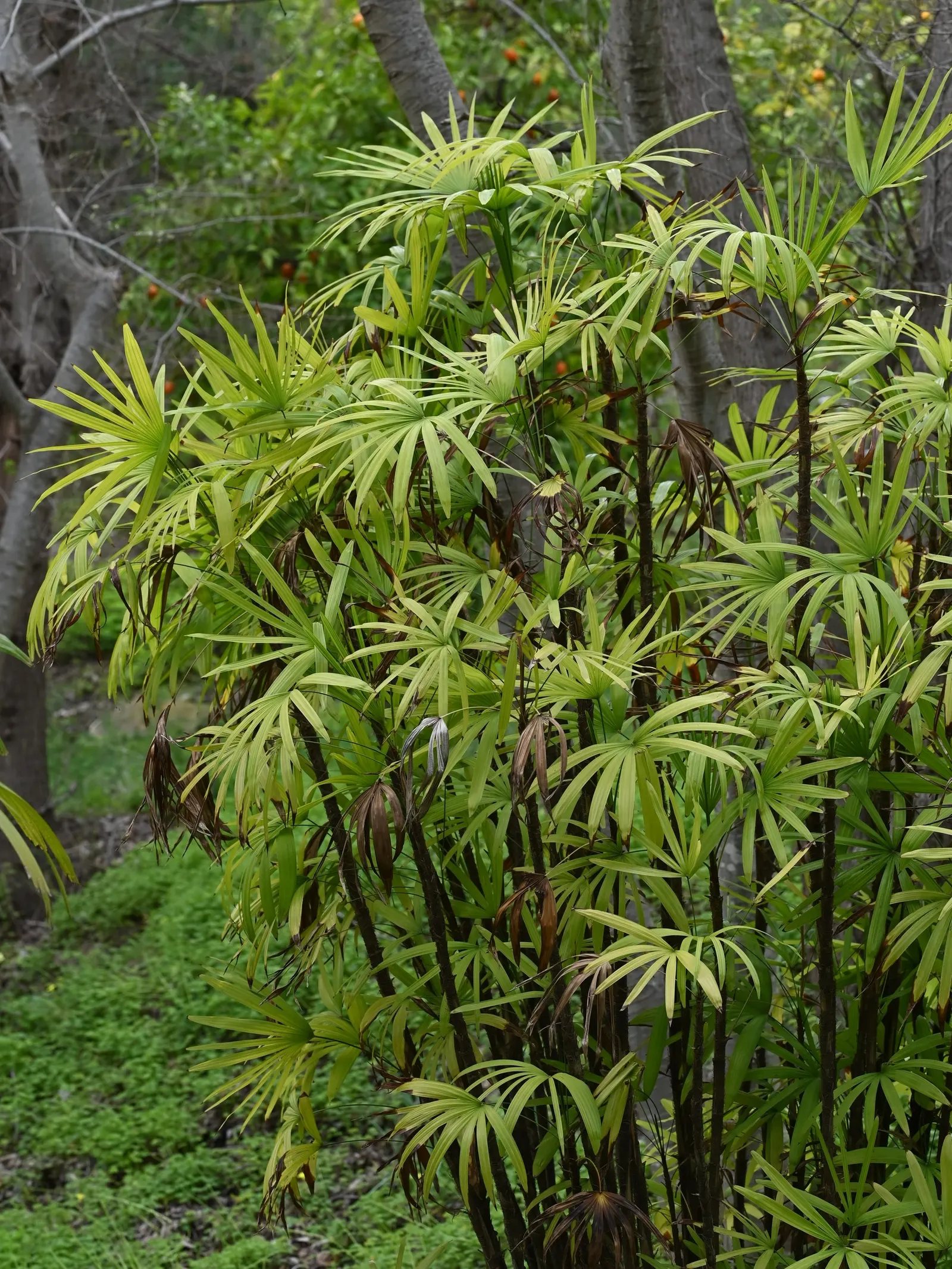 Rattan Palm (Rhapis Humilis) — ranging from 1 to 1.5 inches in diameter