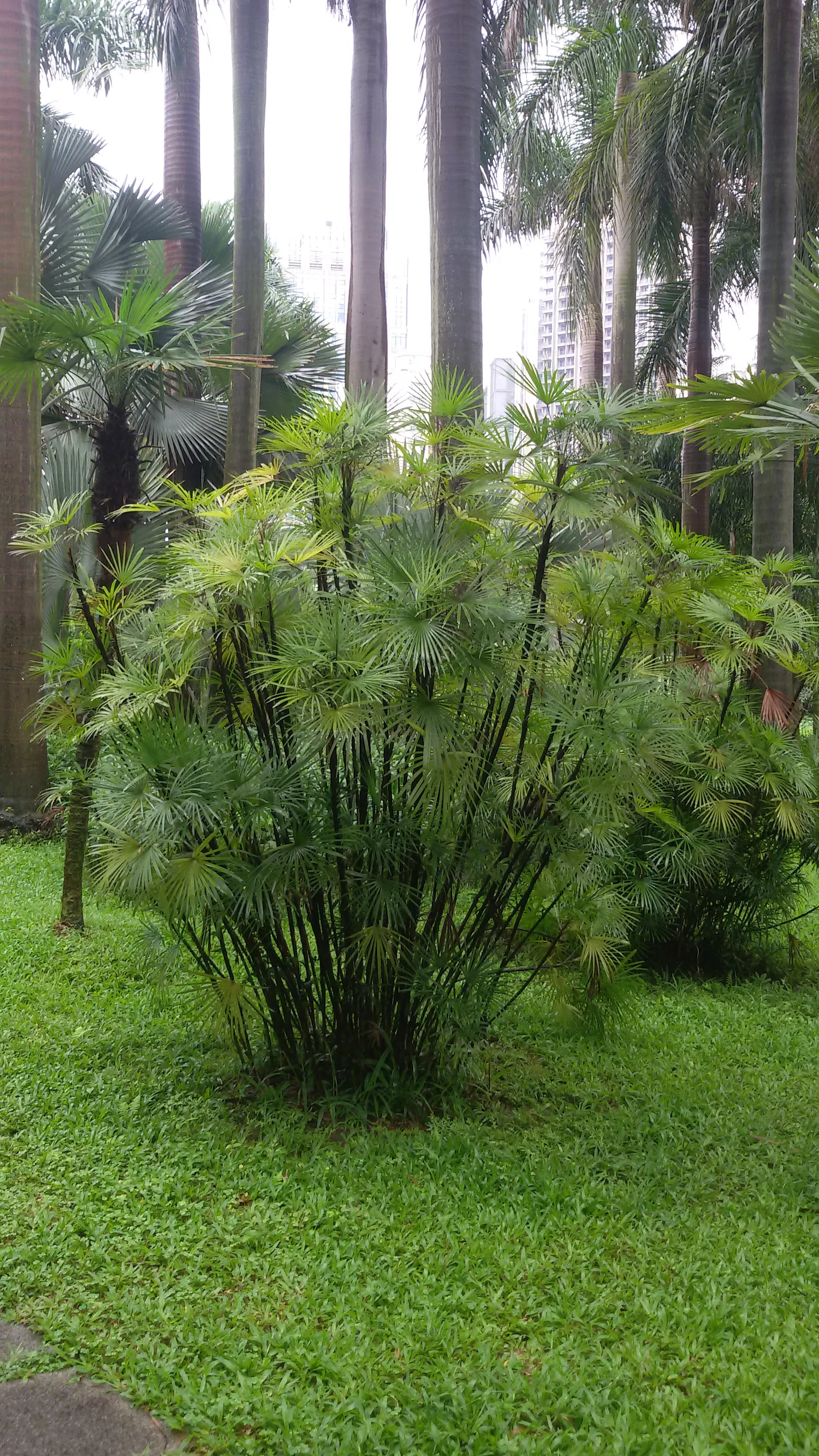Rattan Palm (Rhapis Humilis) — This slender fan palm showcases bamboo-like culms with dense, glossy fronds