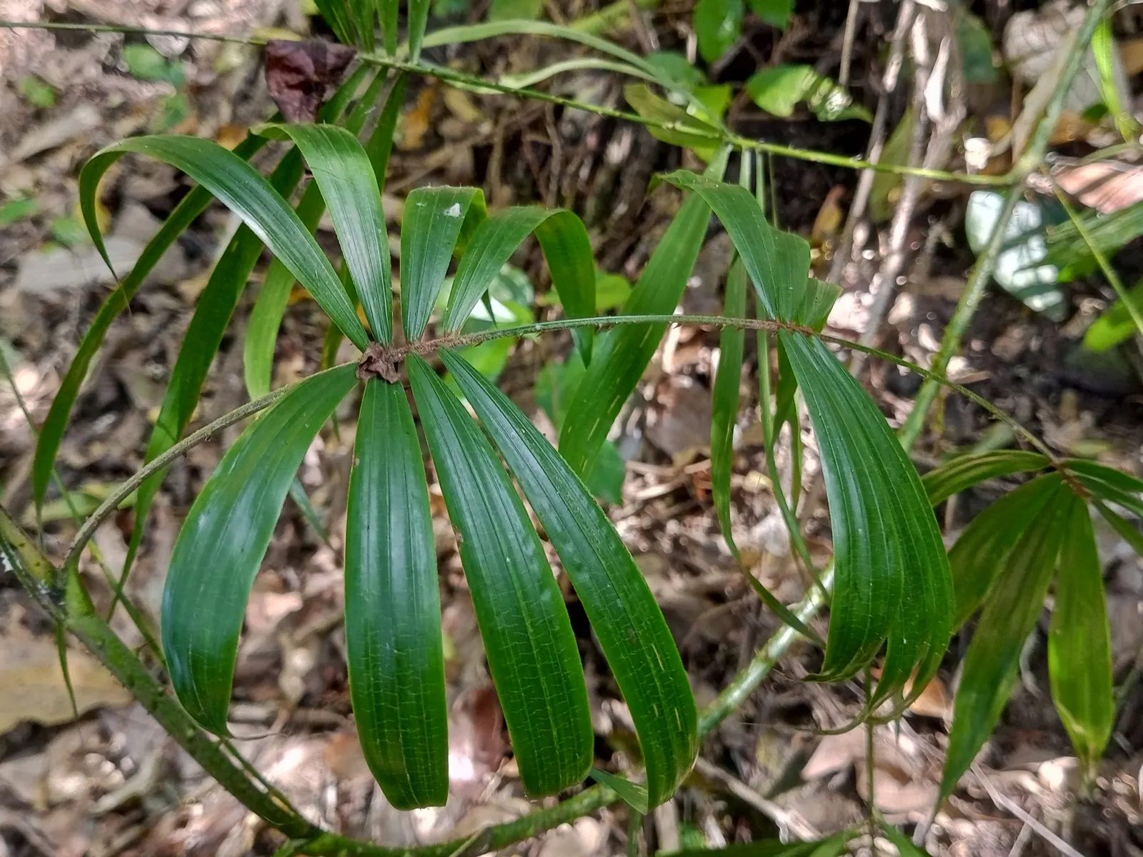Rattan Palm (Rhapis Humilis) — Versatile, Rhapis humilis suits container or garden, adding a tropical texture; hardy in zones 9-11, it requires partial shade
