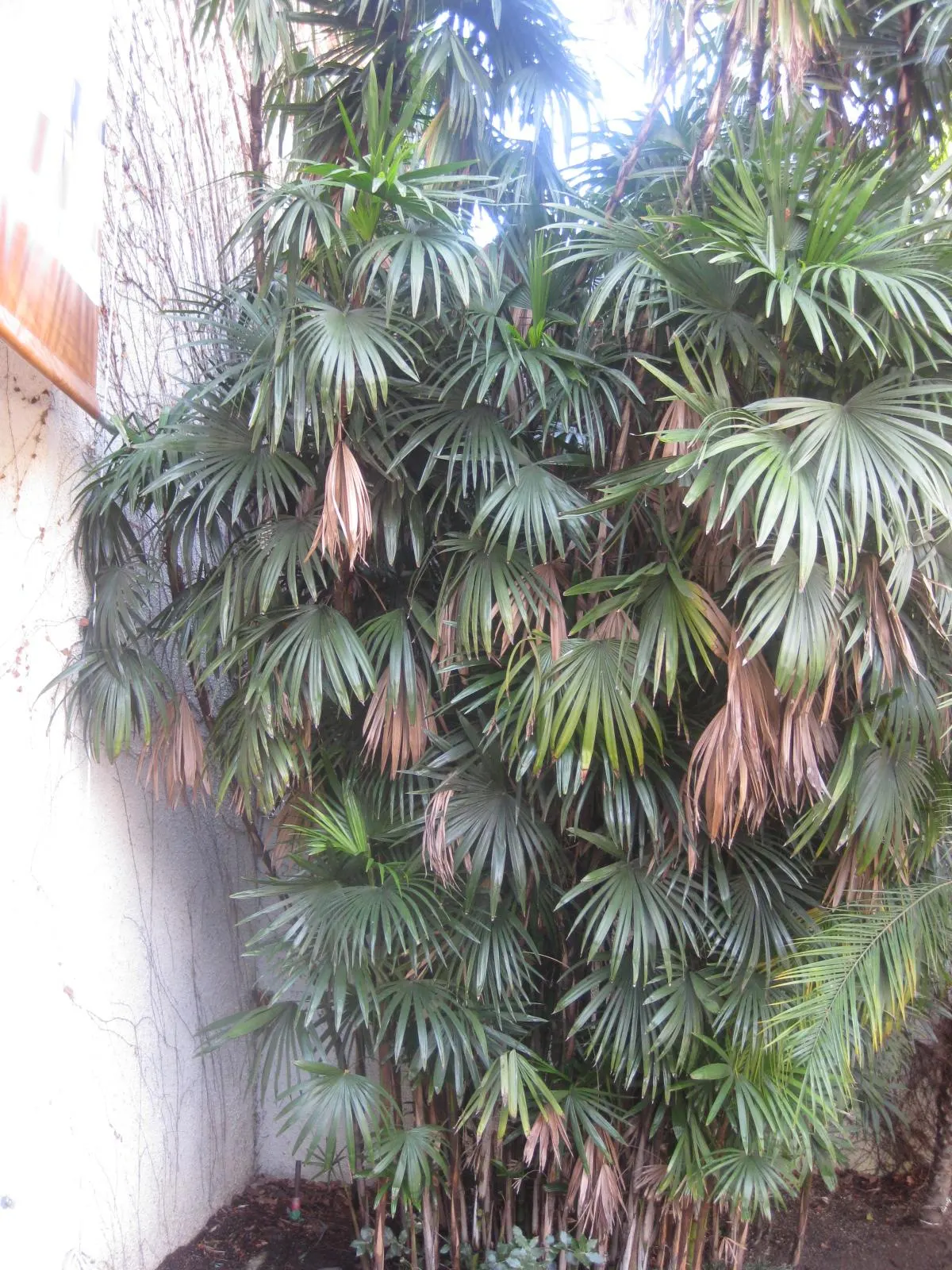 Rattan Palm (Rhapis Humilis) — the Rhapis humilis possesses a clumping growth habit; the Rattan Palm, Rhapis humilis, stands elegant at 3-10 ft, perfect for