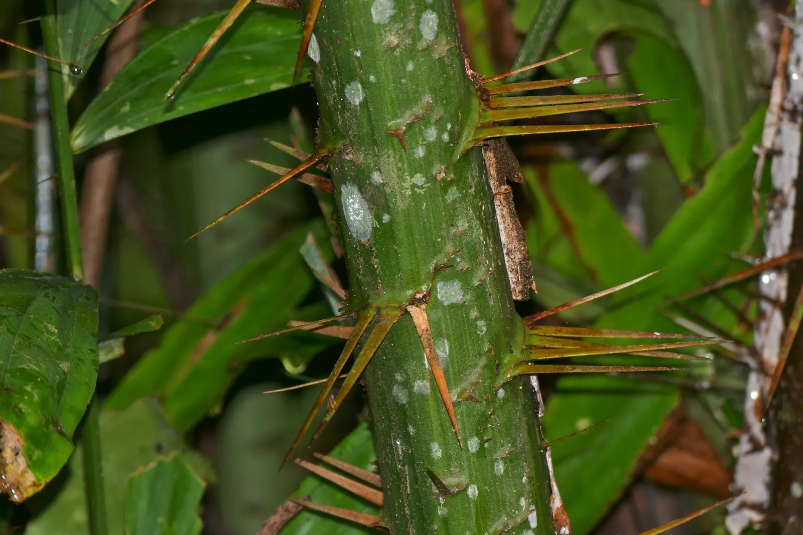 Rattan Palm (Rhapis Humilis) — Regular watering is paramount, but allowing soil to dry between irrigation prevents root rot