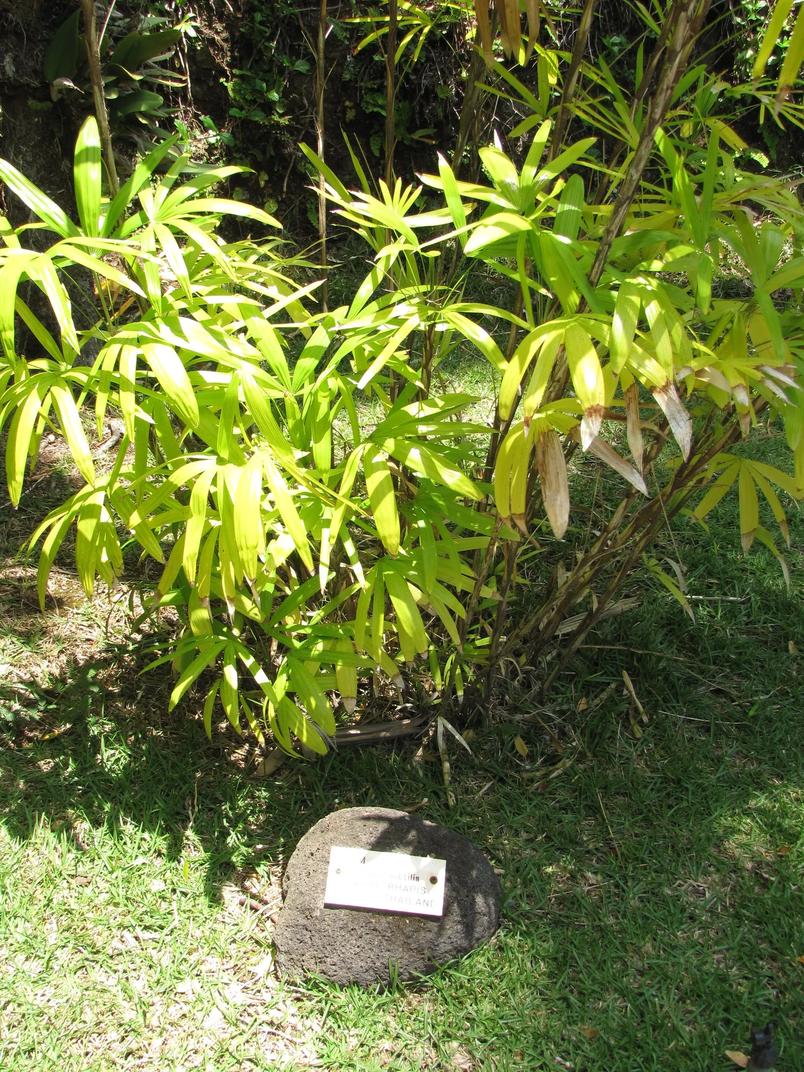 Rattan Palm (Rhapis Humilis) — This slender fan palm showcases bamboo-like culms with dense, glossy fronds; which allows it to form dense
