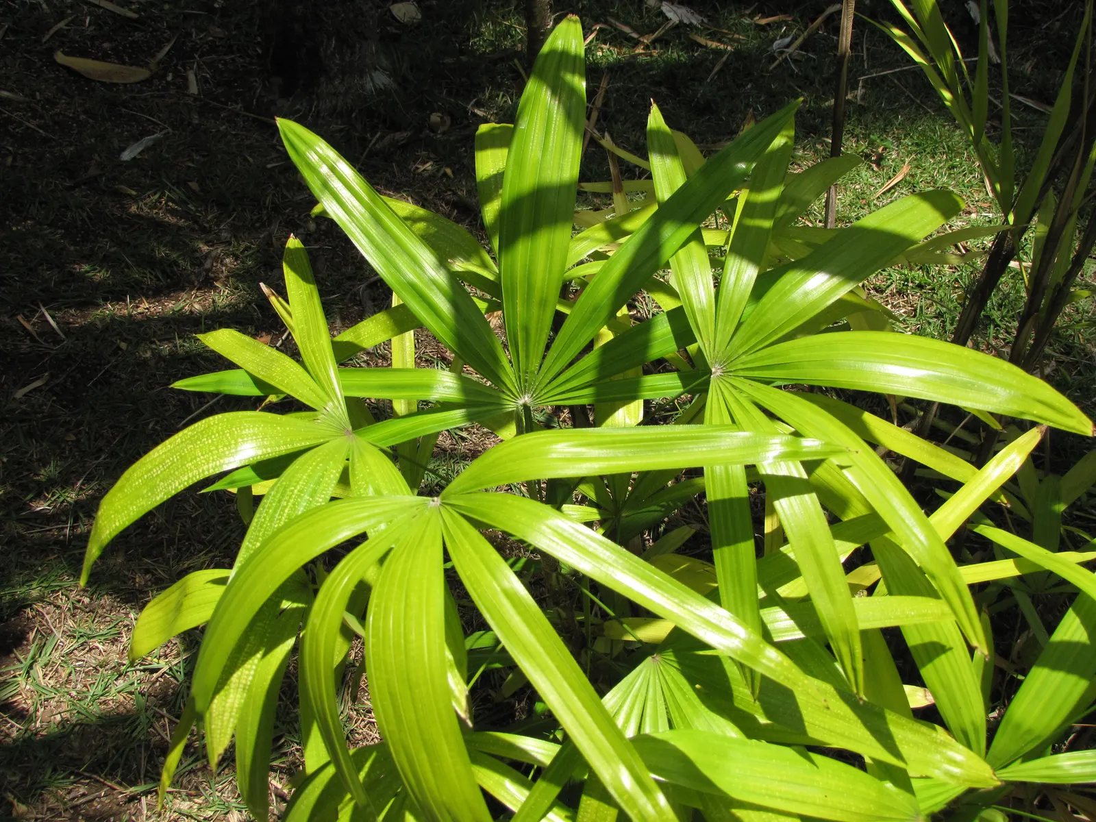 Rattan Palm (Rhapis Humilis) — Fertilize sparingly during the growing season with a balanced