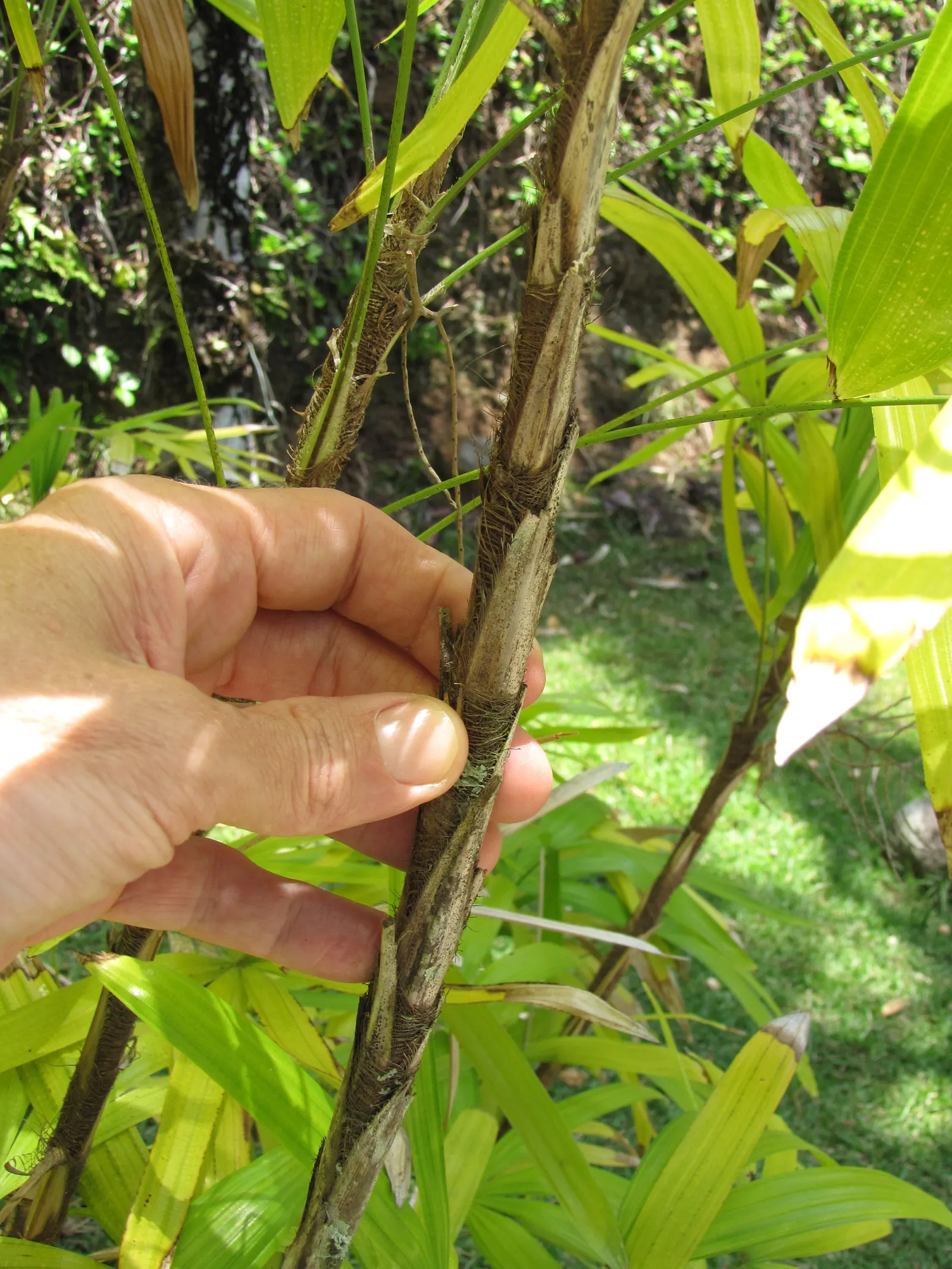 Rattan Palm (Rhapis Humilis) — The Rattan Palm, Rhapis humilis, stands elegant at 3-10 ft, perfect for under-canopy placement