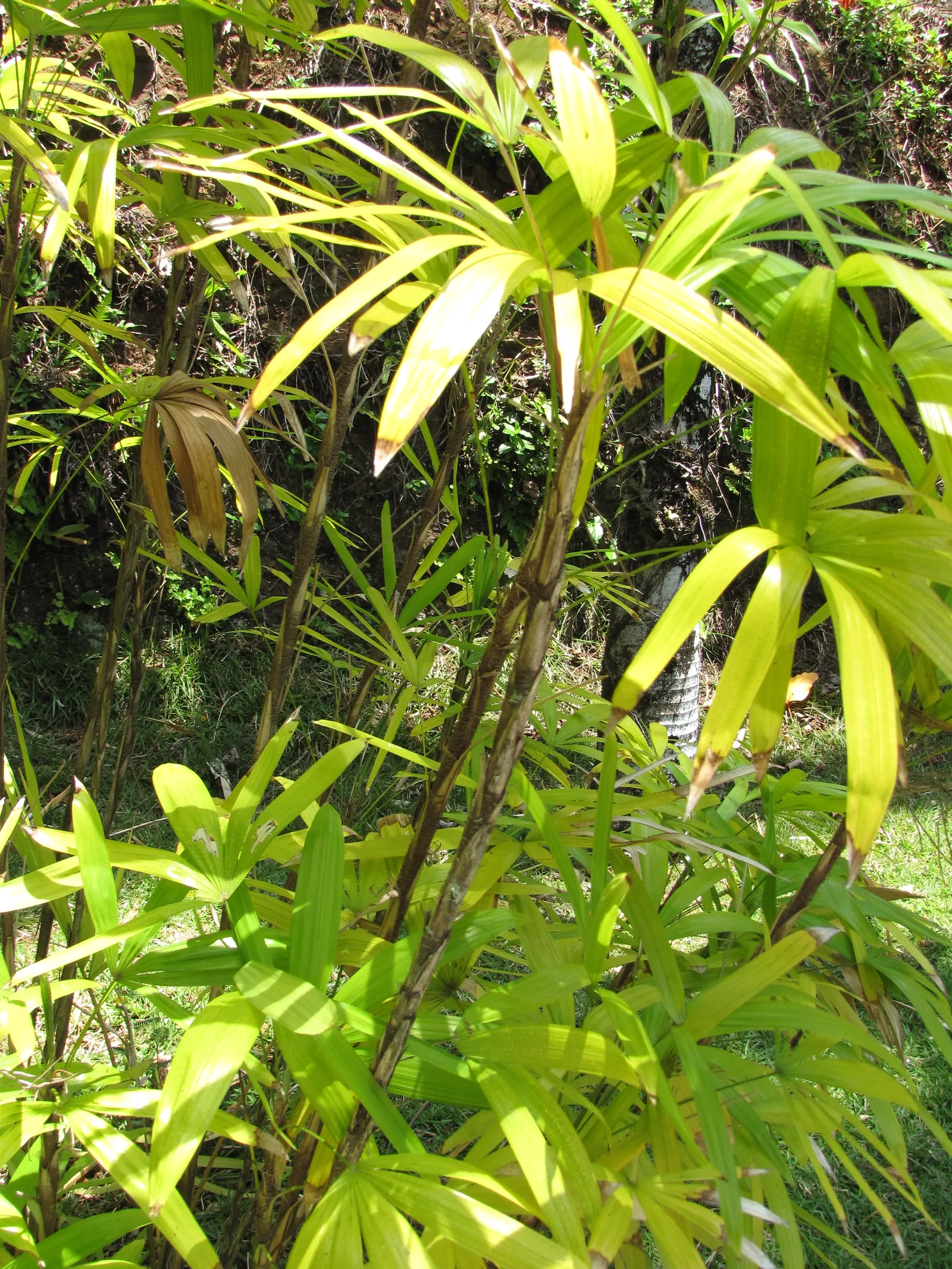 Rattan Palm (Rhapis Humilis) — the Rattan Palm offers elegance and durability
