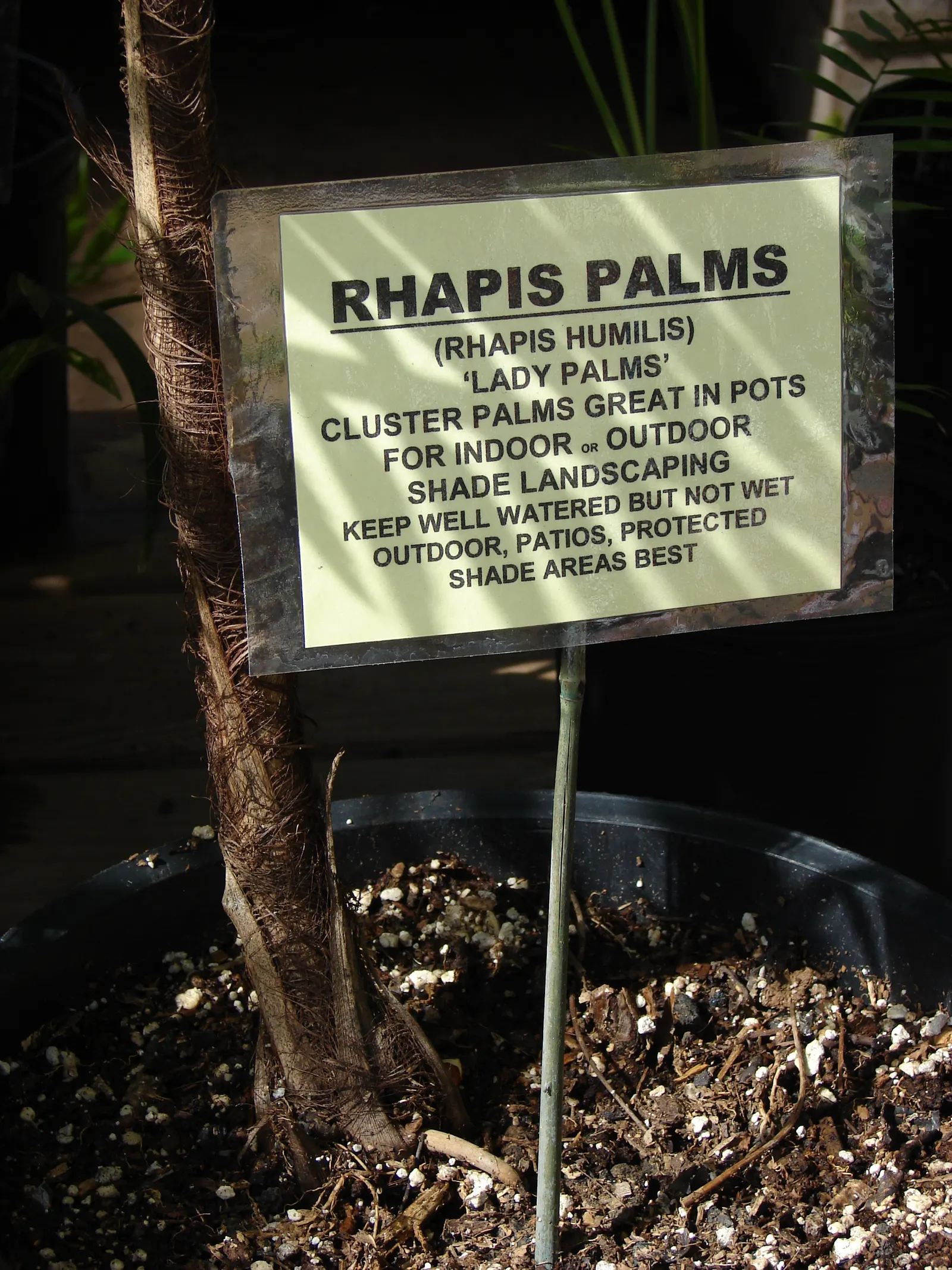 Rattan Palm (Rhapis Humilis) — which allows it to form dense