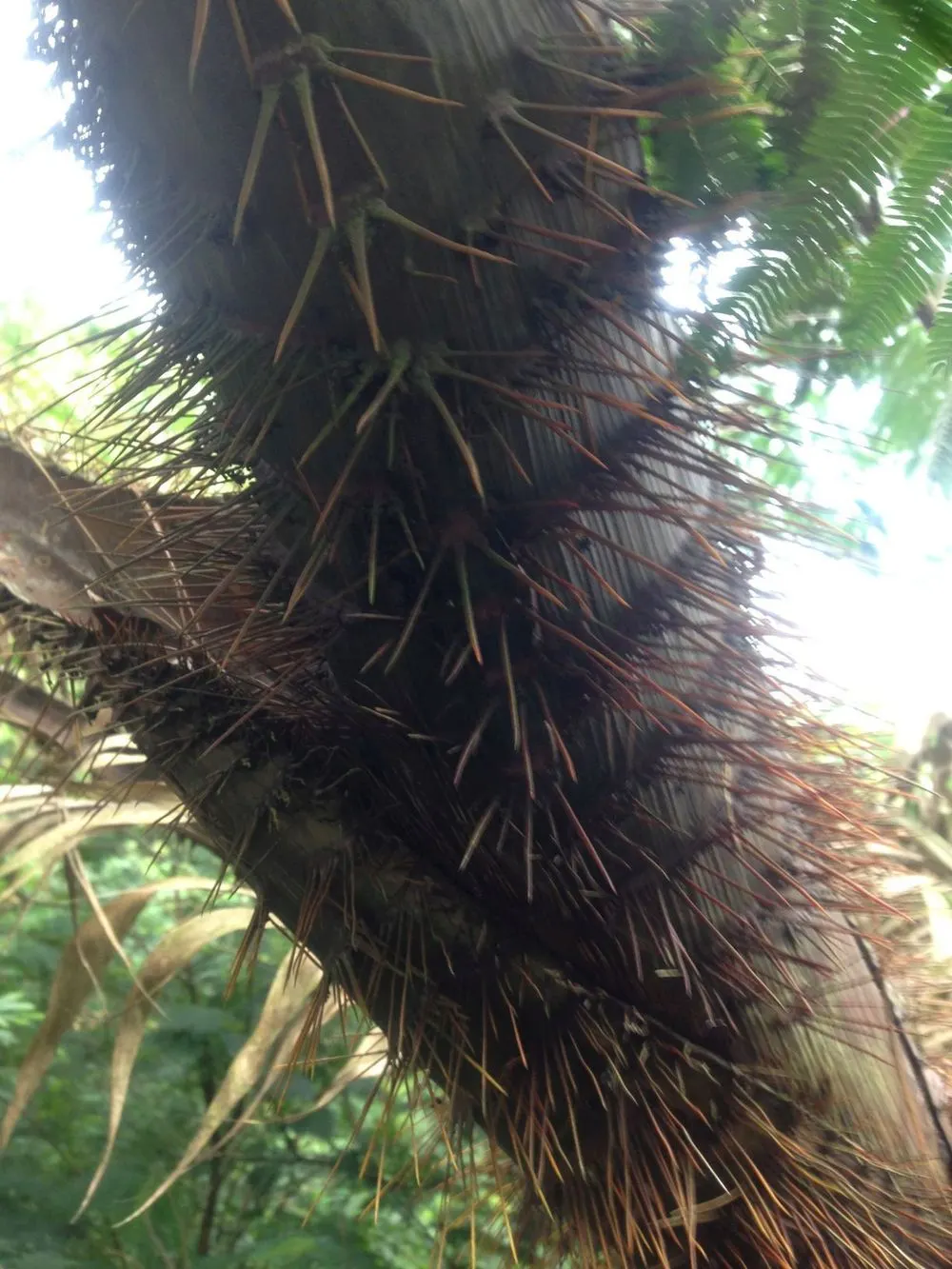 Rattan Palm (Rhapis Humilis) — This palm is a relative of the Lady Palm and hails from the subtropical regions of Asia; regular watering is paramount, but