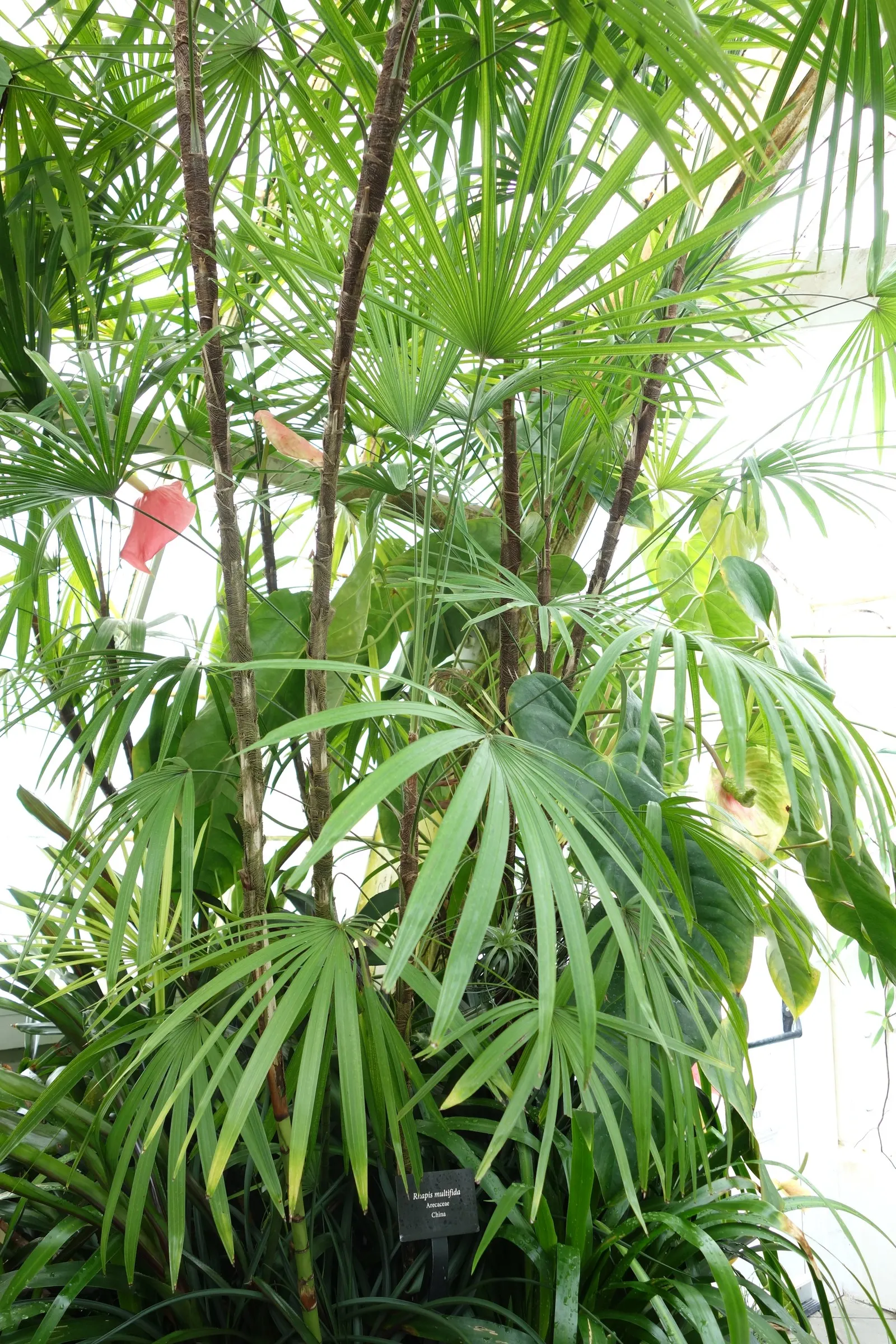 Rattan Palm (Rhapis Humilis) — Ideal for layering and privacy