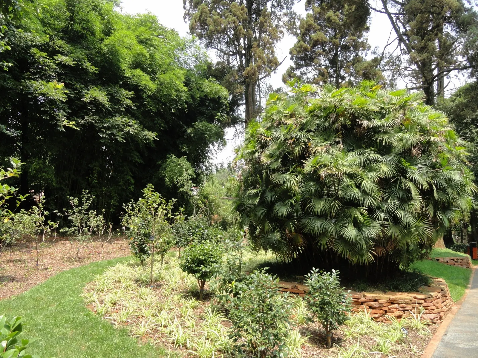 Rattan Palm (Rhapis Humilis) — This palm is a relative of the Lady Palm and hails from the subtropical regions of Asia