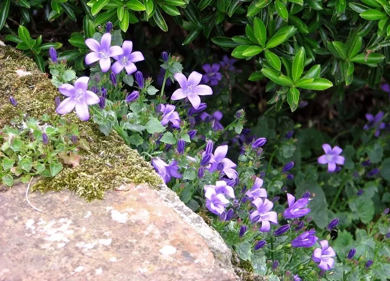 Dalmation Bellflower (Campanula Portenschlagiana) — making it a robust choice for a low-fuss garden