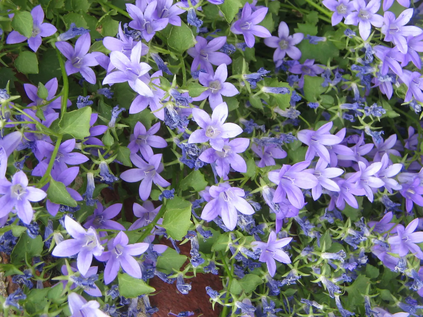 Dalmation Bellflower (Campanula Portenschlagiana) — creating a lively and ecologically beneficial element to the landscape; it thrives in USDA zones 4-9