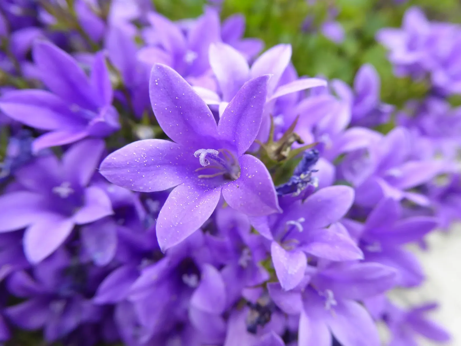 Dalmation Bellflower (Campanula Portenschlagiana) — perennial with purple blooms