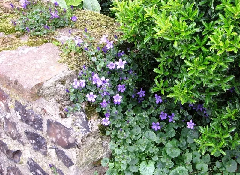 Dalmation Bellflower (Campanula Portenschlagiana) — Inform the client of the practical charm this delightful plant will add
