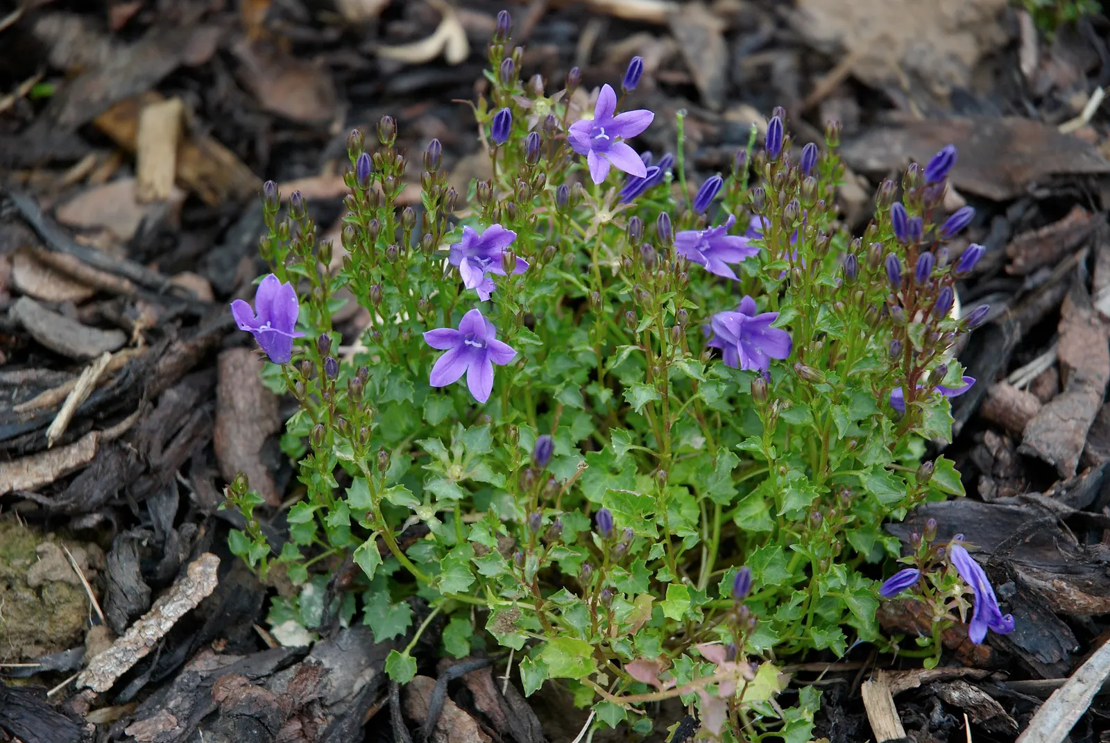 Dalmation Bellflower (Campanula Portenschlagiana) — Ideal for rock gardens and borders