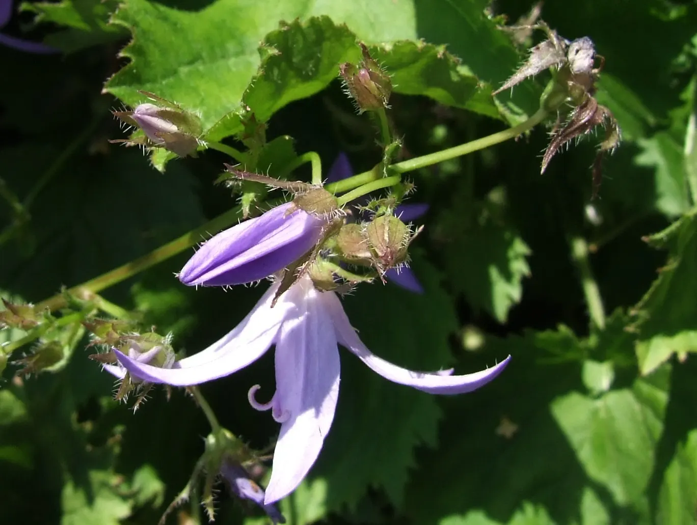 Dalmation Bellflower (Campanula Portenschlagiana) — ensuring a long season of visual interest.<br><br>For best results; the heart-shaped foliage remains