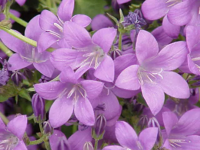 Dalmation Bellflower (Campanula Portenschlagiana) — making it adaptable to different garden exposures; making it a robust choice for a low-fuss garden