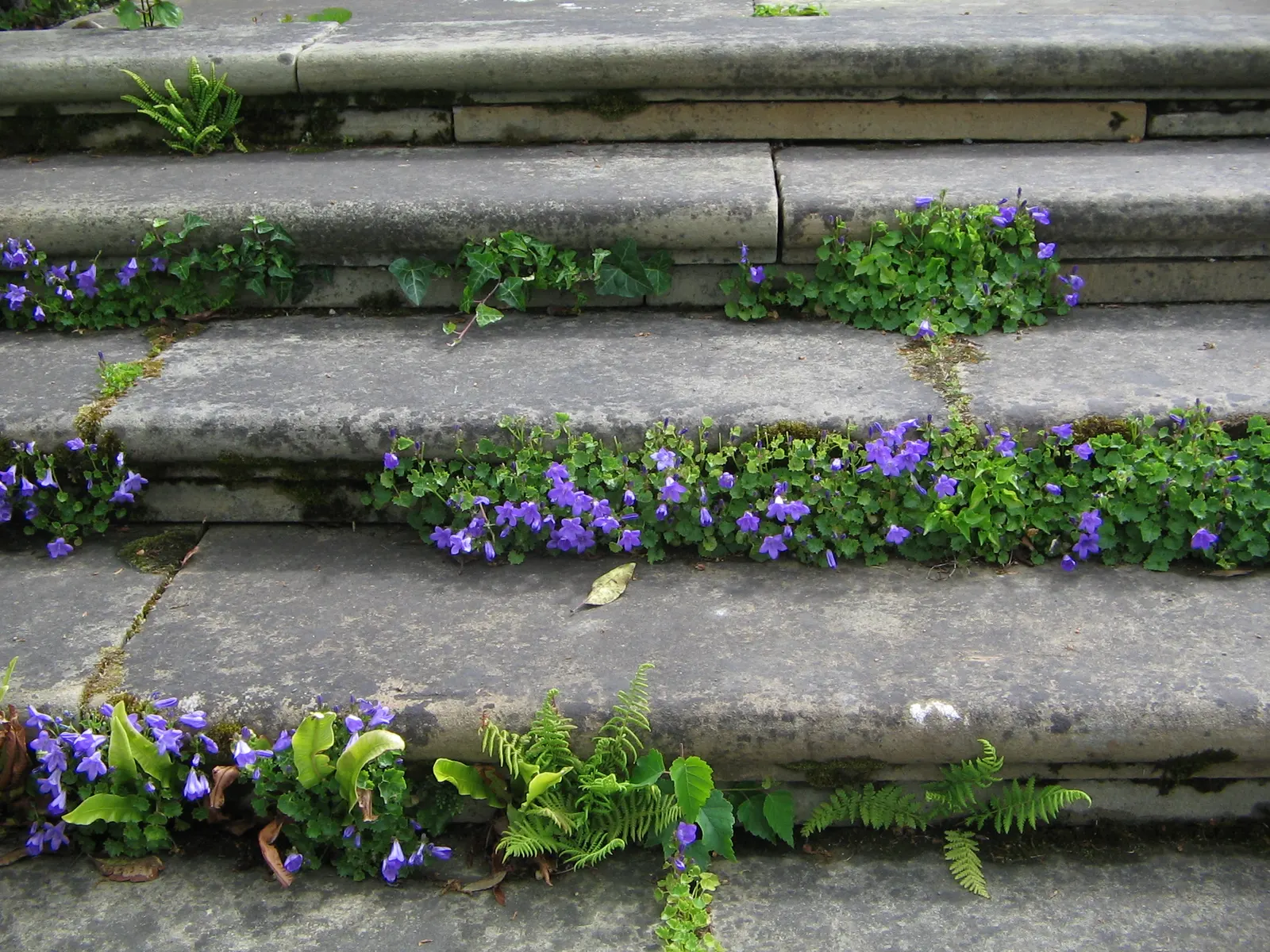 Dalmation Bellflower (Campanula Portenschlagiana) — The heart-shaped foliage remains evergreen in milder climates; ensuring a long season of visual, image 50