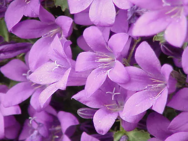 Dalmation Bellflower (Campanula Portenschlagiana) — perennial for half