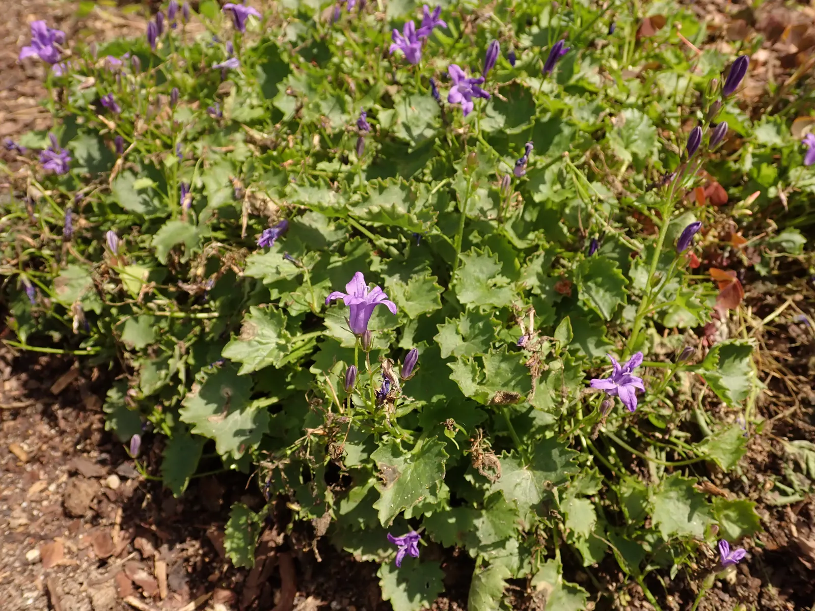 Dalmation Bellflower (Campanula Portenschlagiana) — is a charming perennial that offers a profusion of violet-blue