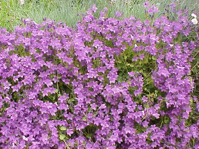 Dalmation Bellflower (Campanula Portenschlagiana) — It's ideal for a variety of landscape settings