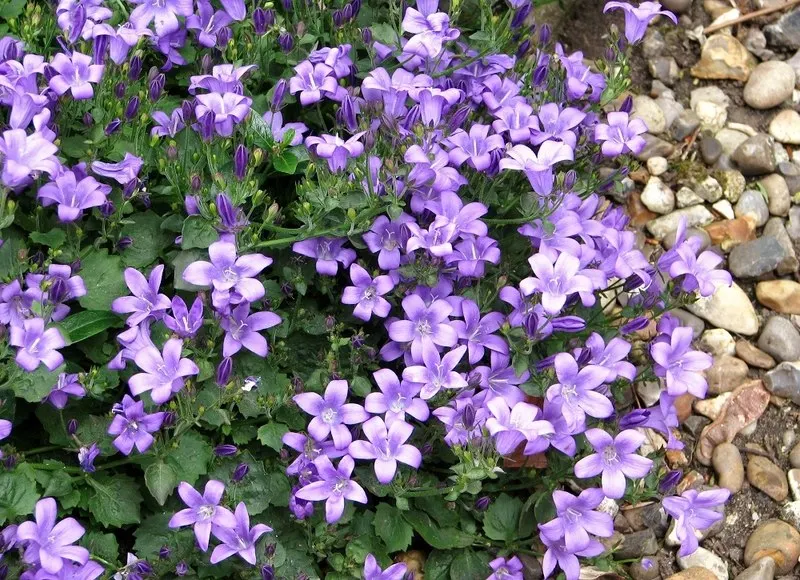 Dalmation Bellflower (Campanula Portenschlagiana) — the Dalmatian Bellflower creates a lush mat of foliage