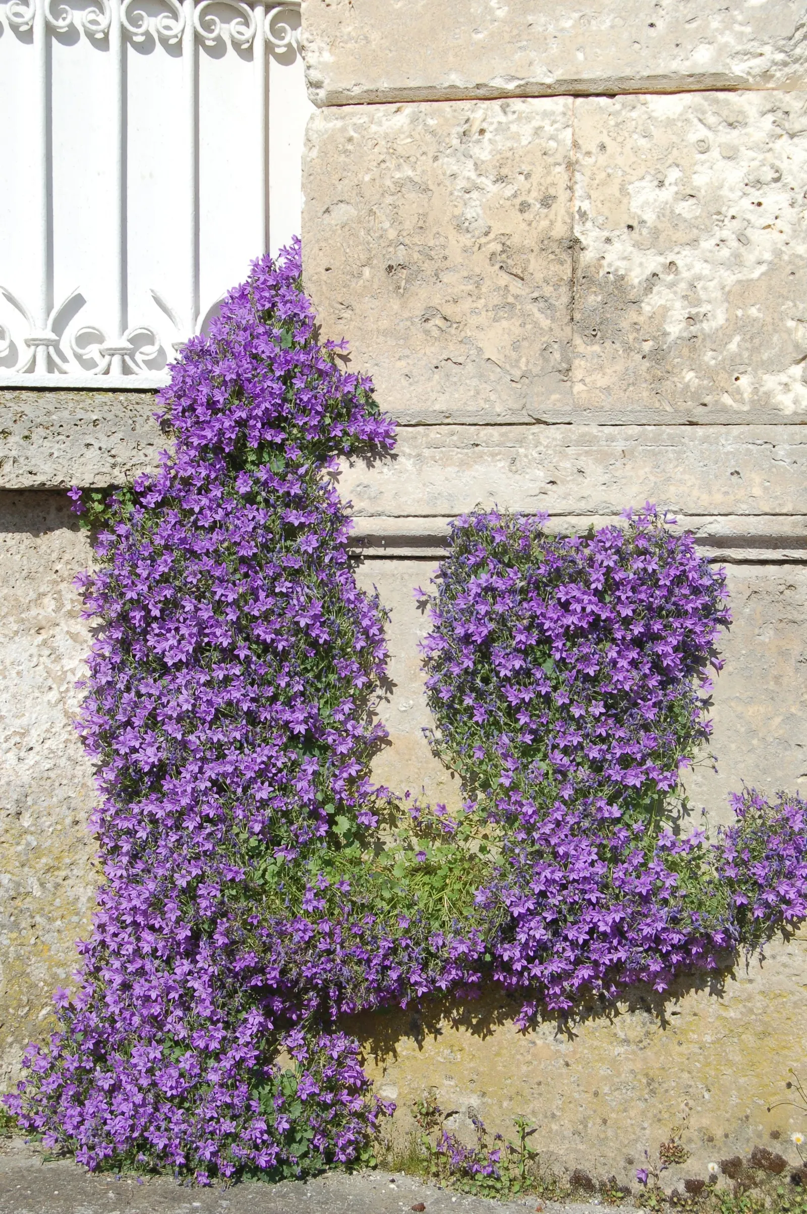 Dalmation Bellflower (Campanula Portenschlagiana) — Ideal for rock gardens and borders; renowned for its violet-blue, bell-shaped flowers, it, image 52
