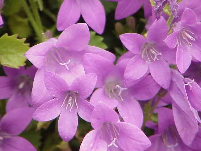 Dalmation Bellflower (Campanula Portenschlagiana) — Renowned for its violet-blue, bell-shaped flowers, it blooms from late spring to early fall