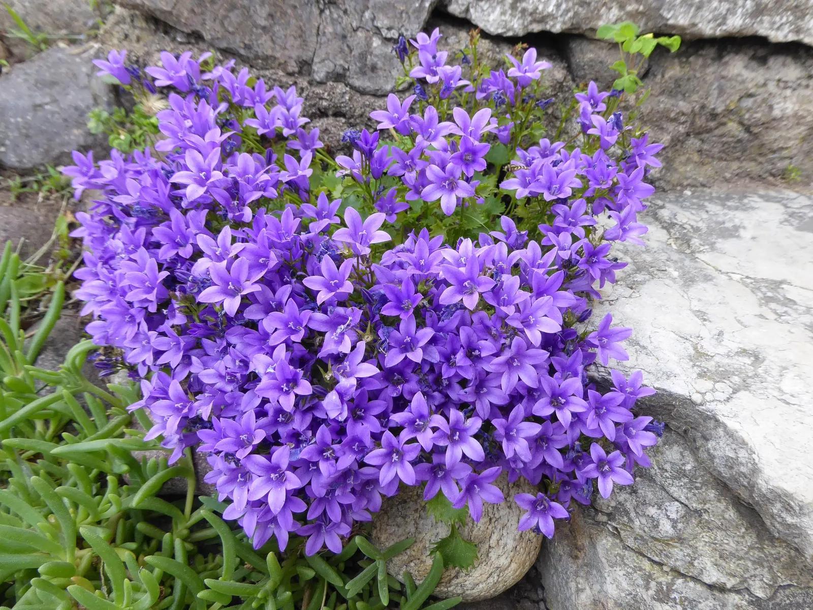 Dalmation Bellflower (Campanula Portenschlagiana) — This vibrant groundcover is native to the Dalmatian mountains in Croatia; it is generally resistant to most