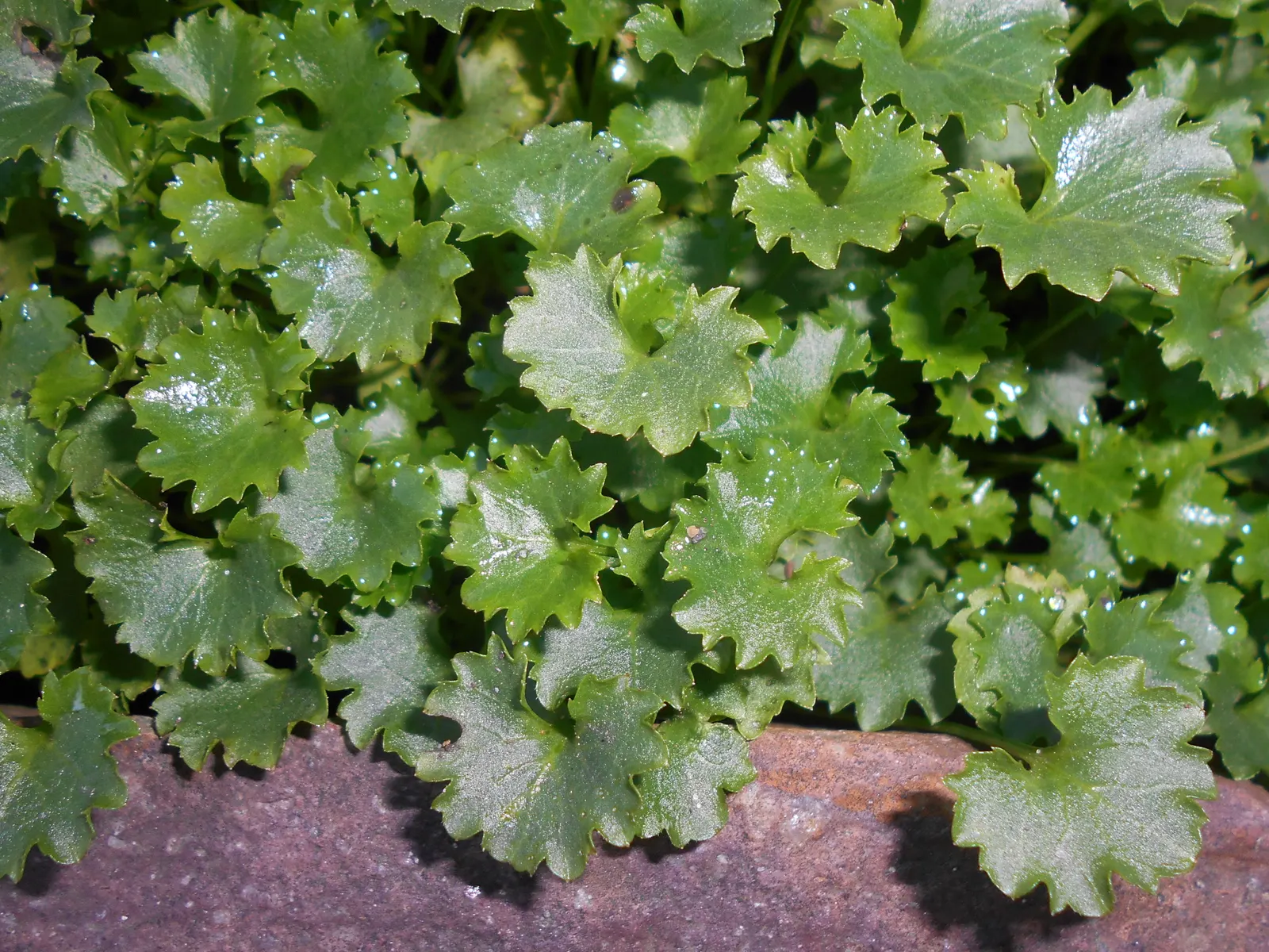 Dalmation Bellflower (Campanula Portenschlagiana) — The heart-shaped foliage remains evergreen in milder climates; ensuring a long season of visual