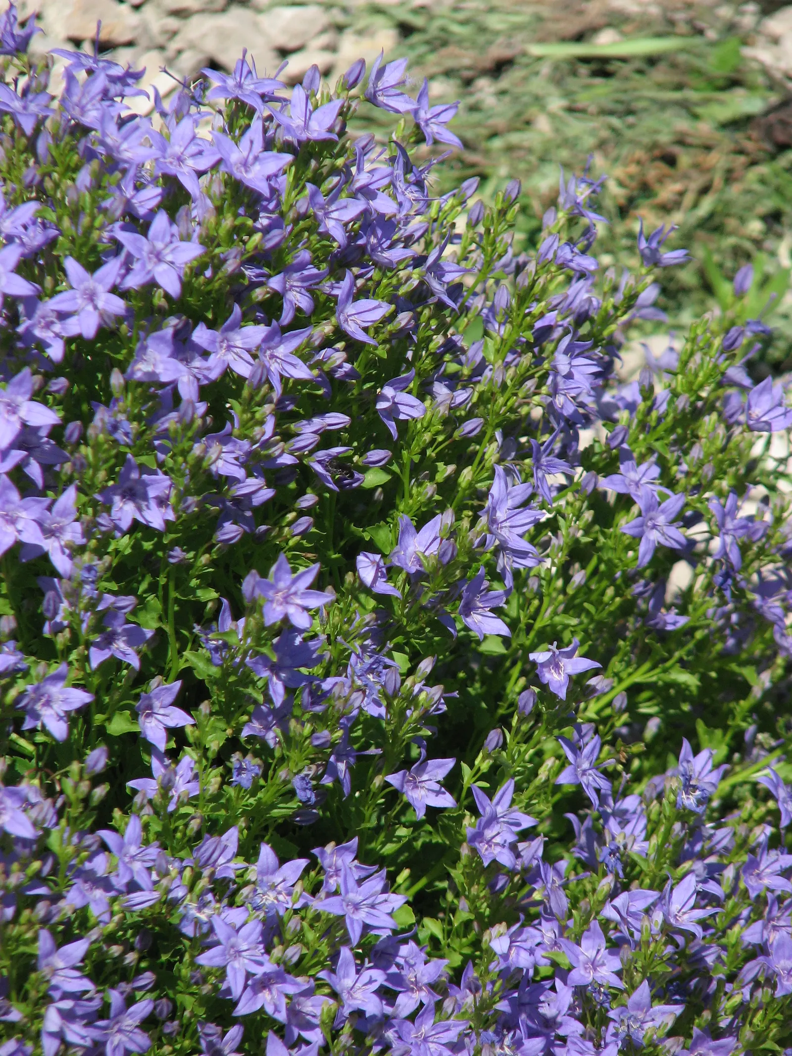Dalmation Bellflower (Campanula Portenschlagiana) — Campanula portenschlagiana prefers well-drained soil and can grow in full sun to partial shade
