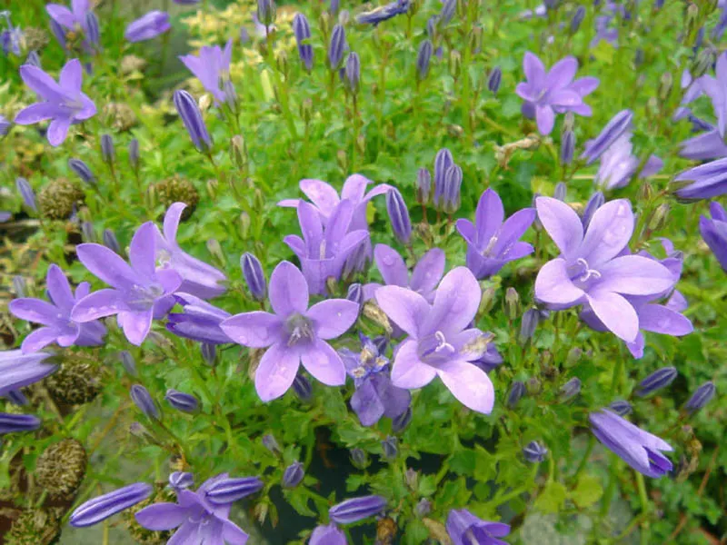 Dalmation Bellflower (Campanula Portenschlagiana) — purple flowers in the garden; and it thrives in USDA hardiness zones 4 through 8