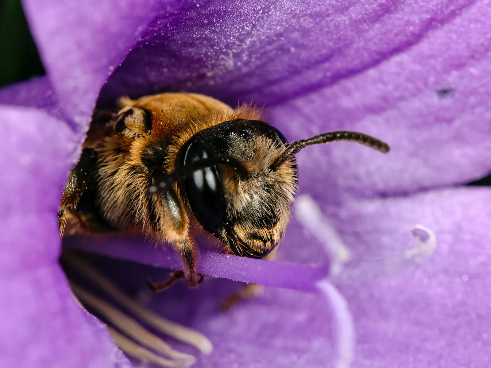 Dalmation Bellflower (Campanula Portenschlagiana) — purple flowers in the garden