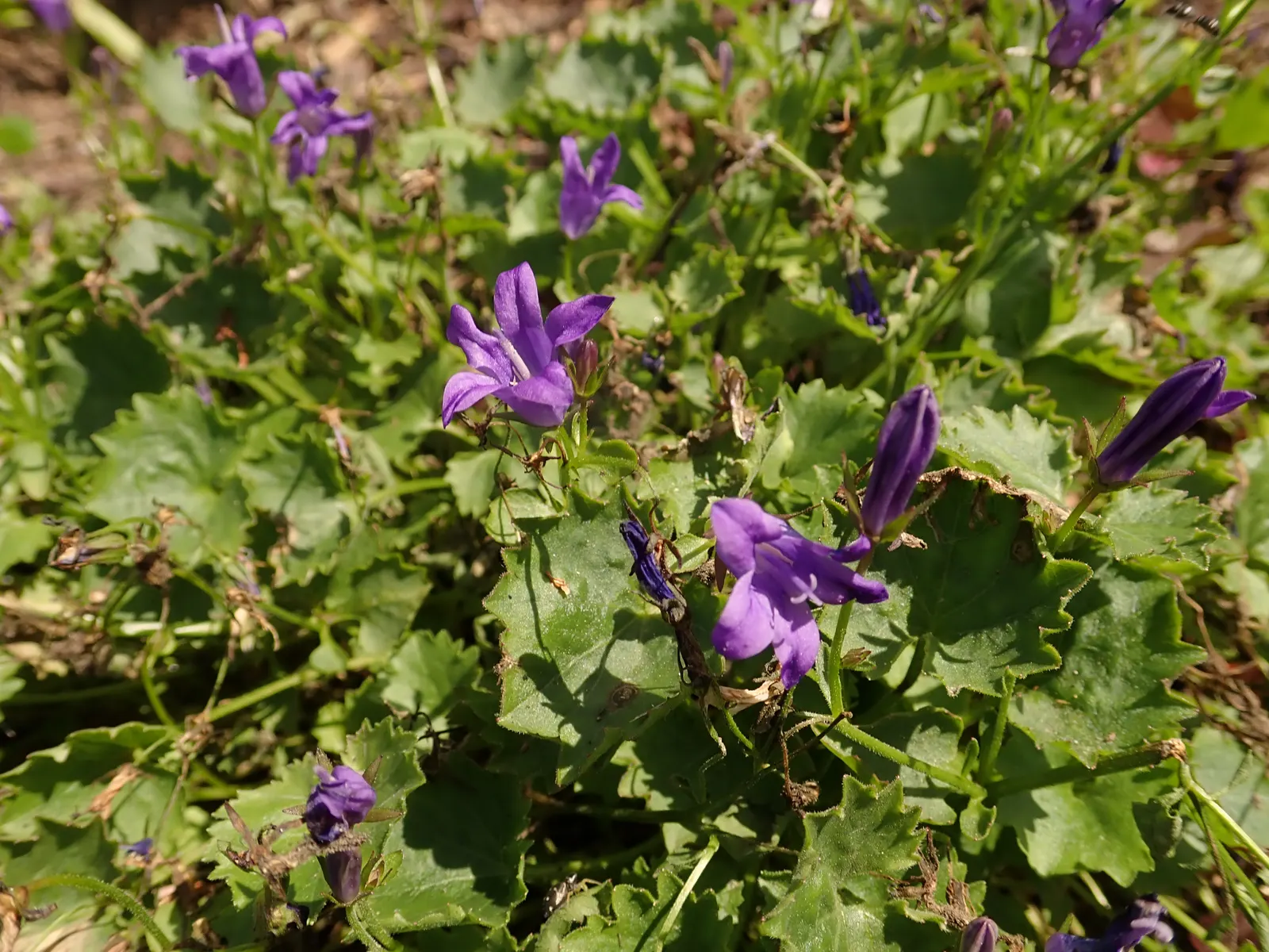 Dalmation Bellflower (Campanula Portenschlagiana) — is a charming perennial that offers a profusion of violet-blue; it's ideal for a variety of, image 53